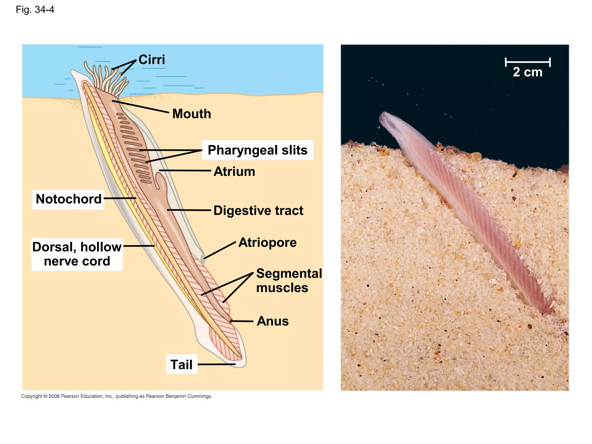 Fig. 34-4
Dorsal, hollow
nerve cord
Notochord
Tail
Cirri
Mouth
Pharyngeal slits
Digestive tract
Atrium
Atriopore
Segmental
muscles
Anus
2 cm
 