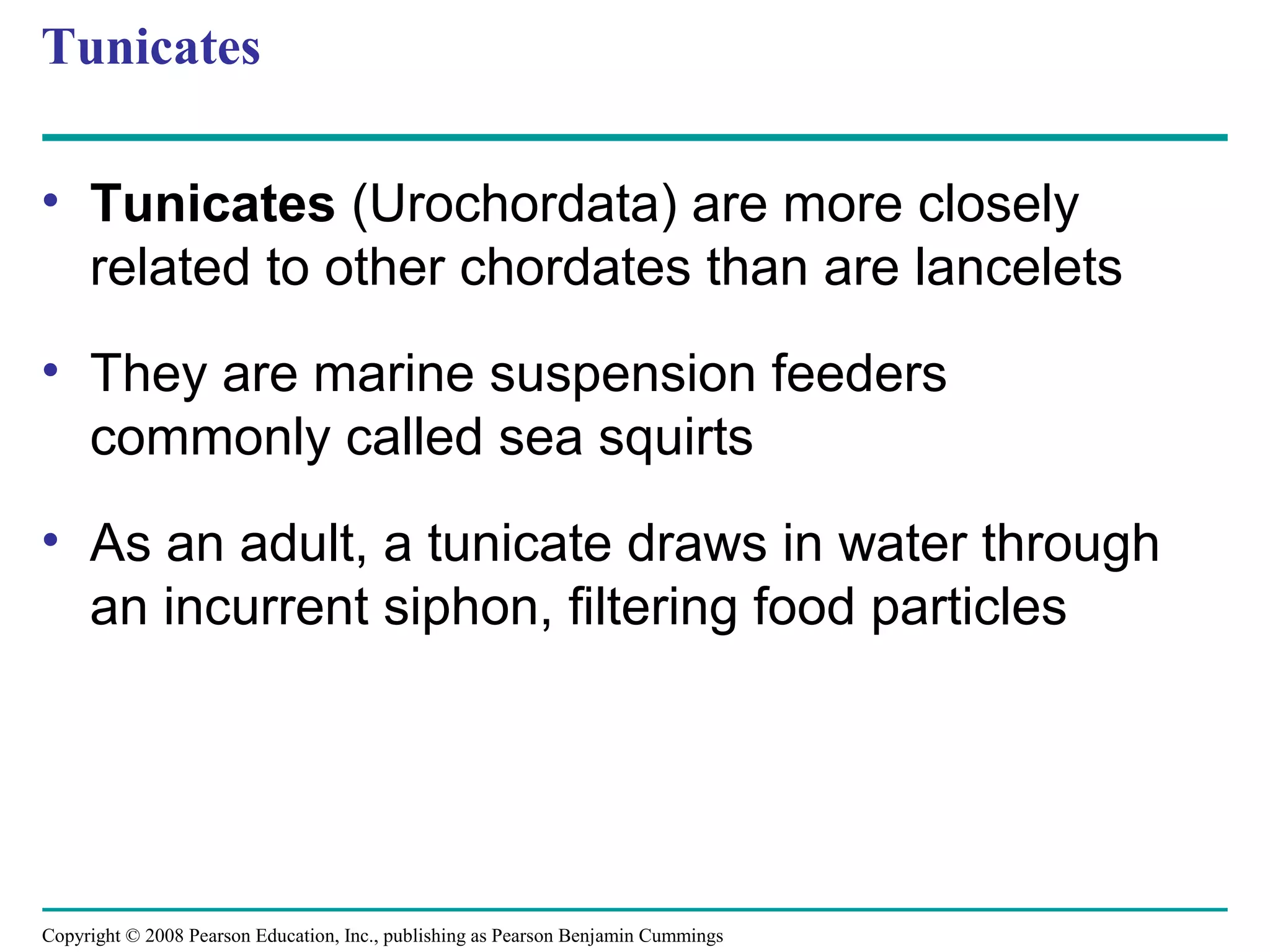 Copyright © 2008 Pearson Education, Inc., publishing as Pearson Benjamin Cummings
Tunicates
• Tunicates (Urochordata) are more closely
related to other chordates than are lancelets
• They are marine suspension feeders
commonly called sea squirts
• As an adult, a tunicate draws in water through
an incurrent siphon, filtering food particles
 