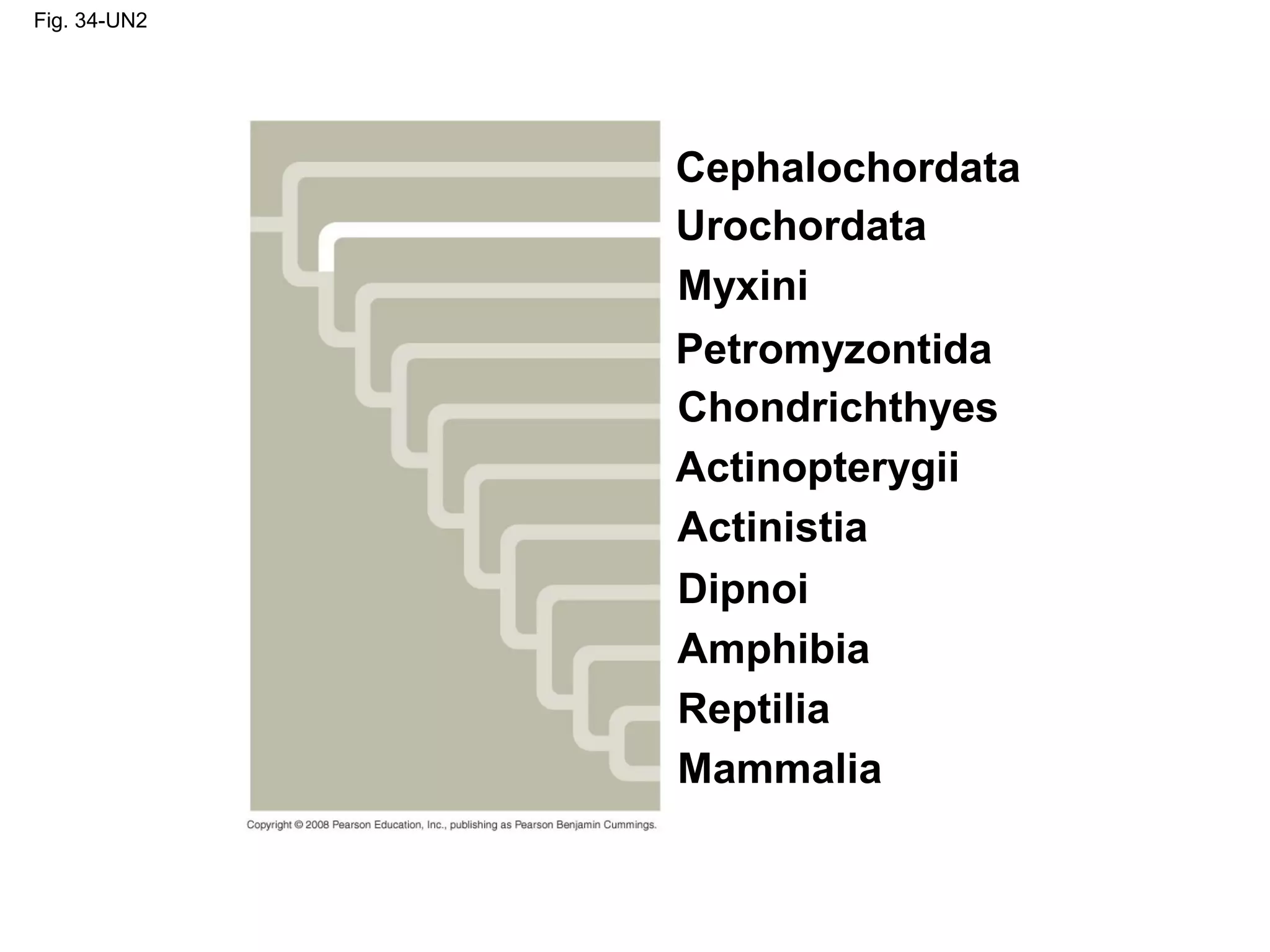 Fig. 34-UN2
Cephalochordata
Urochordata
Myxini
Petromyzontida
Mammalia
Chondrichthyes
Actinopterygii
Actinistia
Dipnoi
Amphibia
Reptilia
 