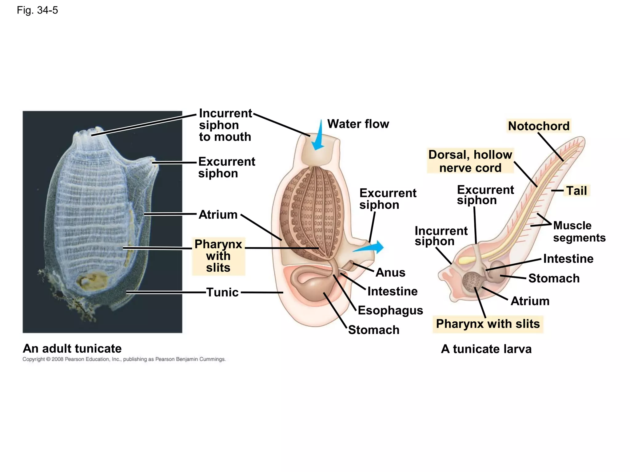 Fig. 34-5
Tunic
Water flow
Excurrent
siphon
Atrium
An adult tunicate
Pharynx
with
slits Anus
Atrium
Excurrent
siphon
Incurrent
siphon
to mouth
Dorsal, hollow
nerve cord
Incurrent
siphon
Excurrent
siphon
Muscle
segments
Notochord
Tail
Stomach
Intestine
Intestine
Esophagus
Stomach
Pharynx with slits
A tunicate larva
 
