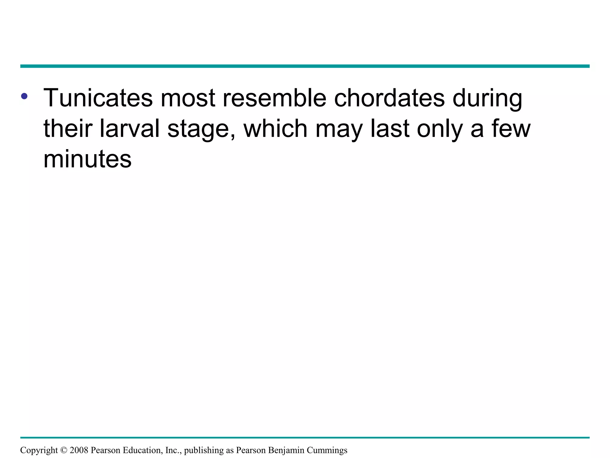 Copyright © 2008 Pearson Education, Inc., publishing as Pearson Benjamin Cummings
• Tunicates most resemble chordates during
their larval stage, which may last only a few
minutes
 