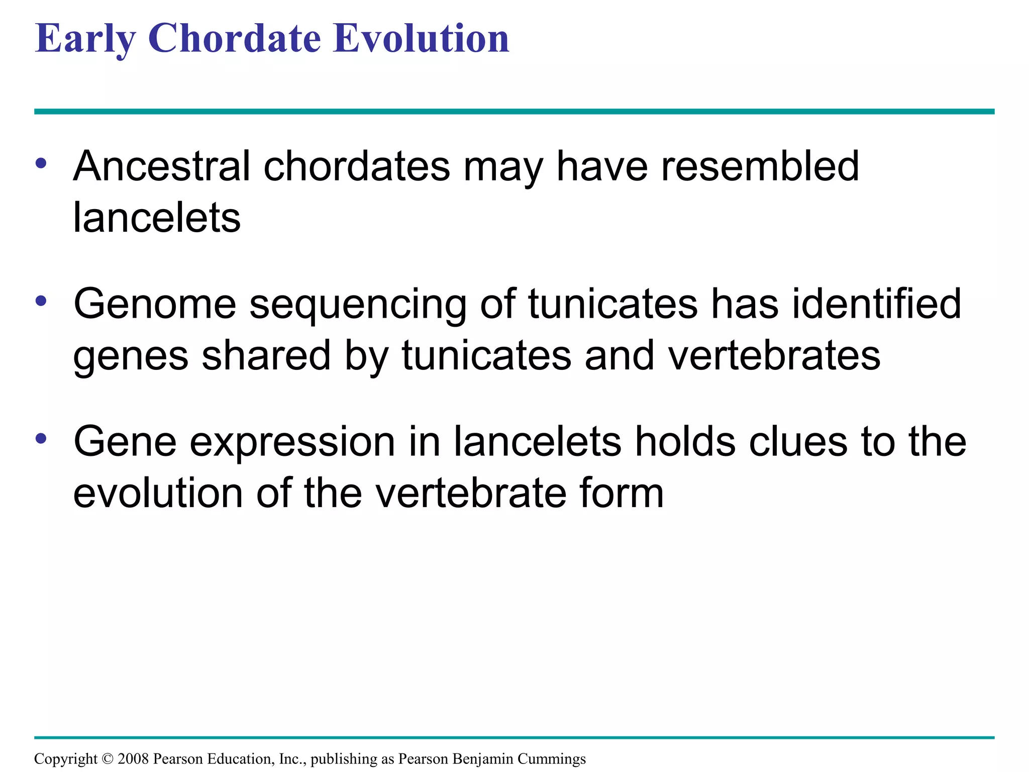 Copyright © 2008 Pearson Education, Inc., publishing as Pearson Benjamin Cummings
Early Chordate Evolution
• Ancestral chordates may have resembled
lancelets
• Genome sequencing of tunicates has identified
genes shared by tunicates and vertebrates
• Gene expression in lancelets holds clues to the
evolution of the vertebrate form
 
