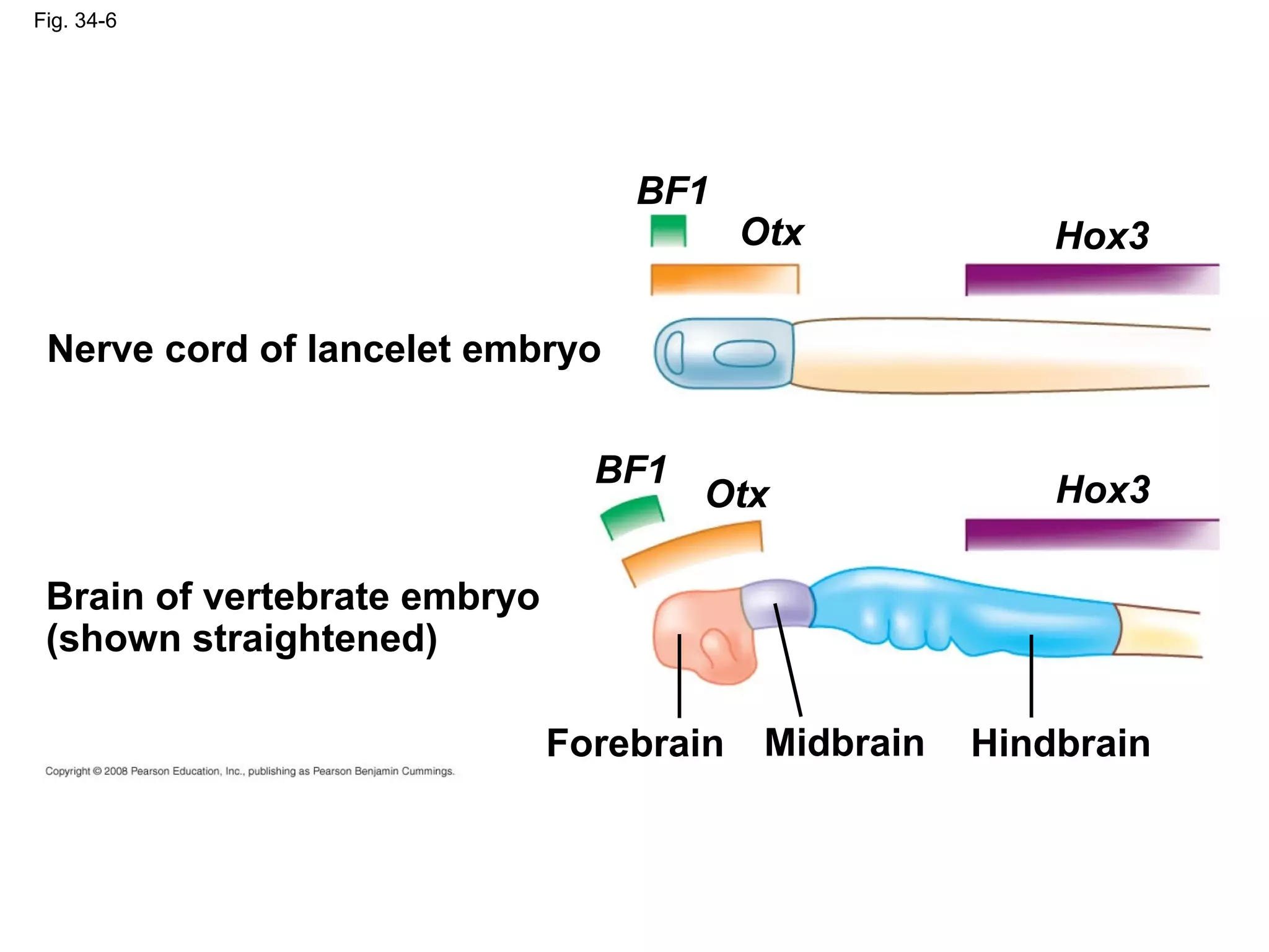 Fig. 34-6
BF1
Brain of vertebrate embryo
(shown straightened)
HindbrainForebrain Midbrain
Nerve cord of lancelet embryo
BF1
Hox3Otx
Otx Hox3
 