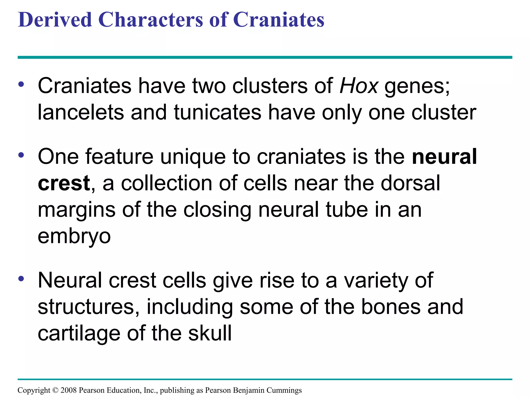 Copyright © 2008 Pearson Education, Inc., publishing as Pearson Benjamin Cummings
Derived Characters of Craniates
• Craniates have two clusters of Hox genes;
lancelets and tunicates have only one cluster
• One feature unique to craniates is the neural
crest, a collection of cells near the dorsal
margins of the closing neural tube in an
embryo
• Neural crest cells give rise to a variety of
structures, including some of the bones and
cartilage of the skull
 