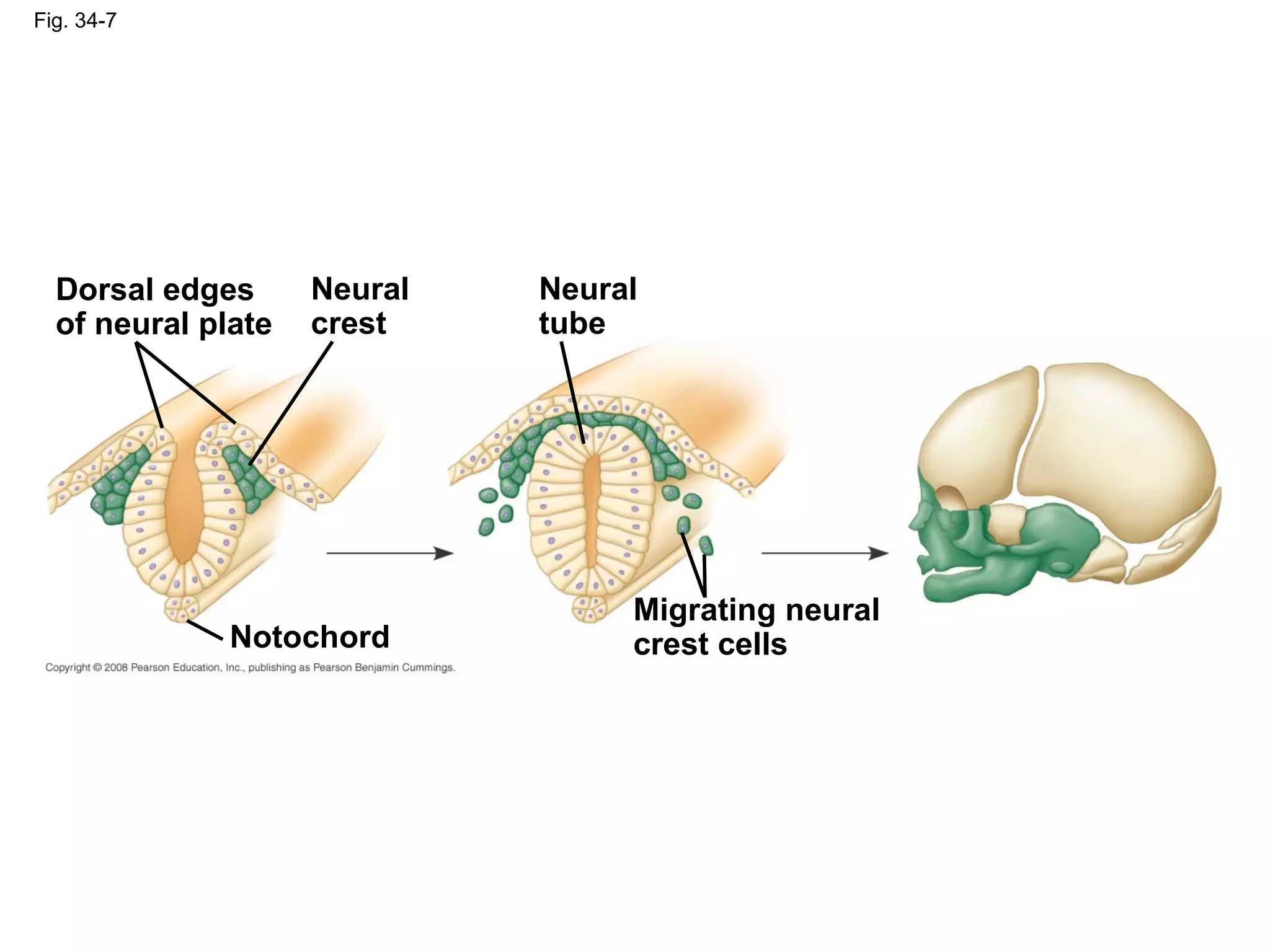 Fig. 34-7
Migrating neural
crest cellsNotochord
Dorsal edges
of neural plate
Neural
crest
Neural
tube
 