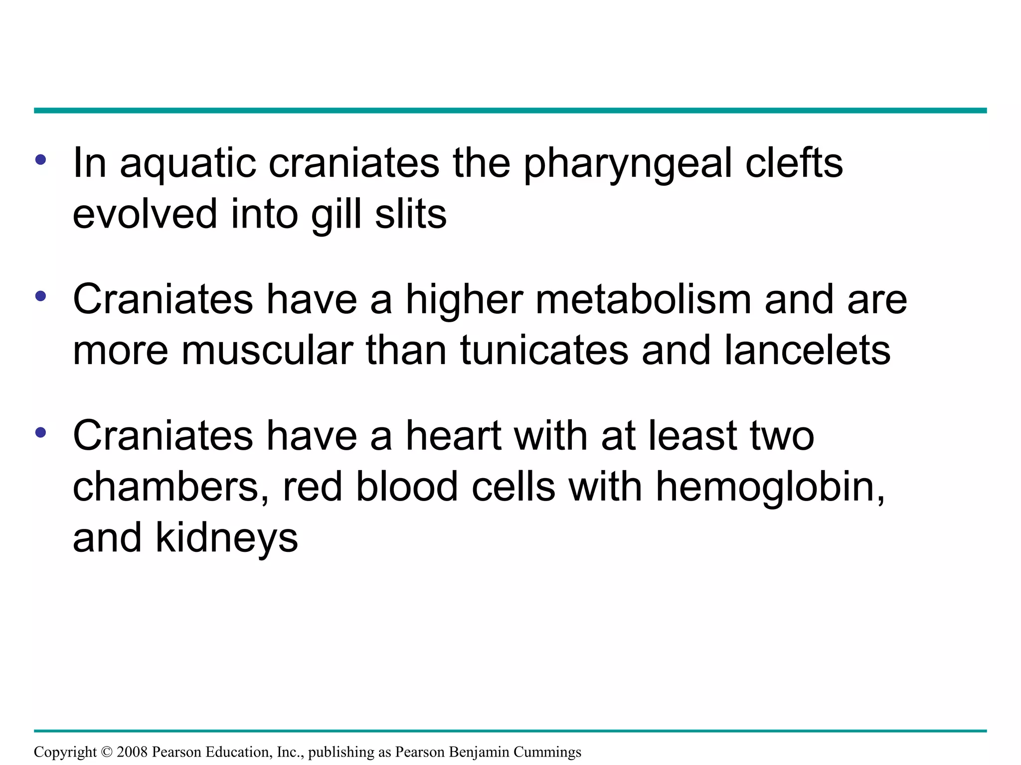 Copyright © 2008 Pearson Education, Inc., publishing as Pearson Benjamin Cummings
• In aquatic craniates the pharyngeal clefts
evolved into gill slits
• Craniates have a higher metabolism and are
more muscular than tunicates and lancelets
• Craniates have a heart with at least two
chambers, red blood cells with hemoglobin,
and kidneys
 