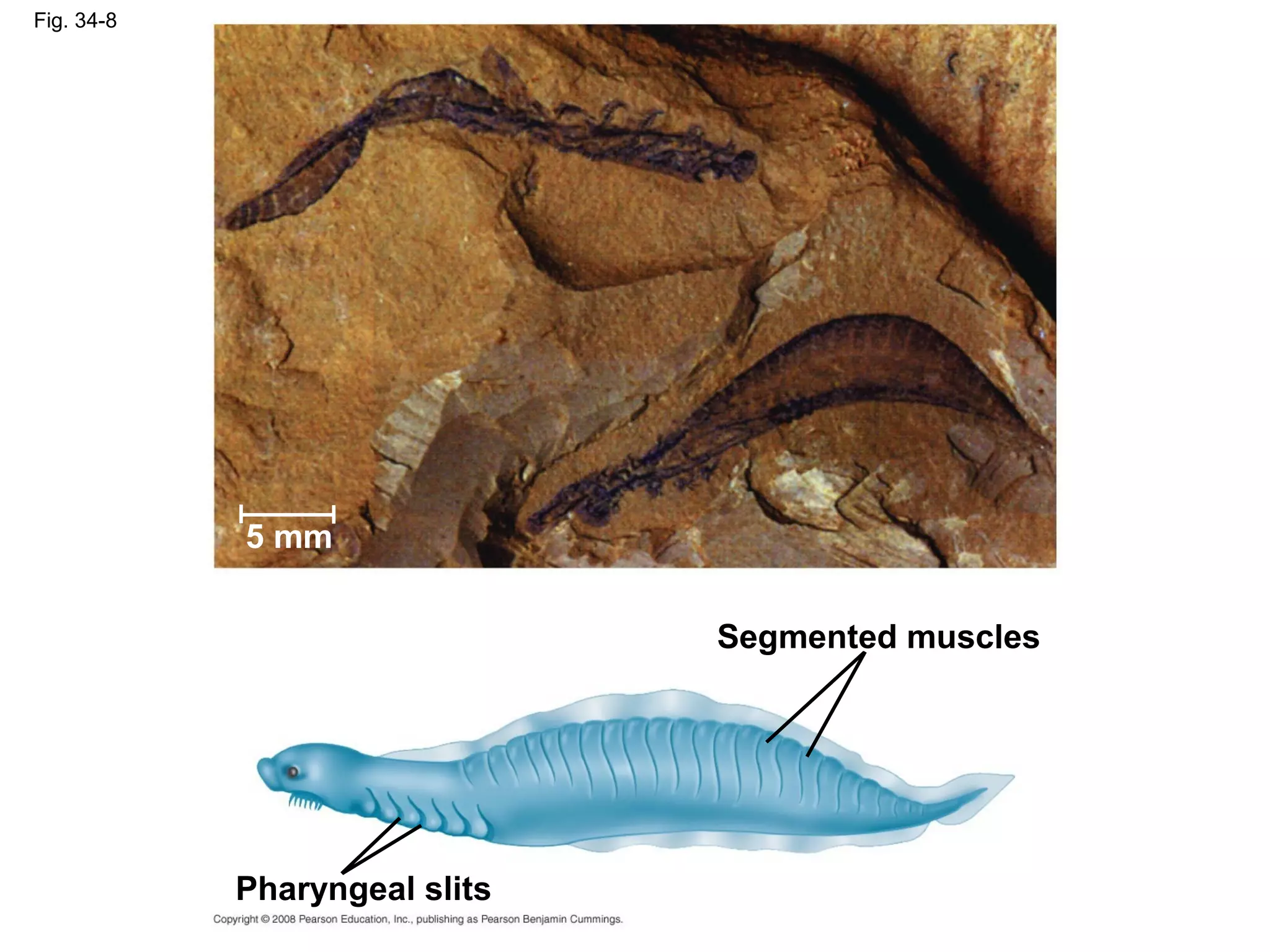 Fig. 34-8
Segmented muscles
Pharyngeal slits
5 mm
 