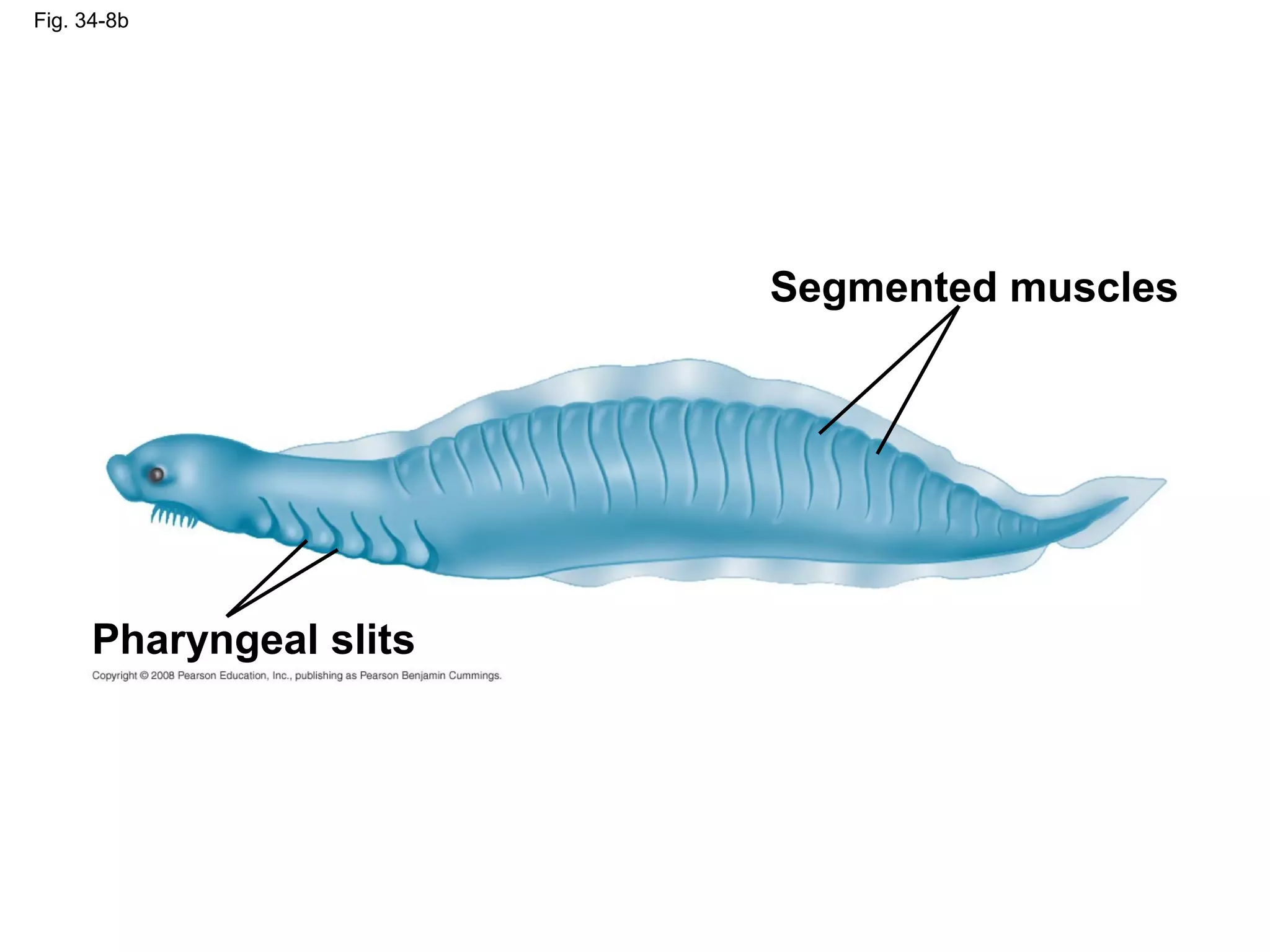 Fig. 34-8b
Segmented muscles
Pharyngeal slits
 