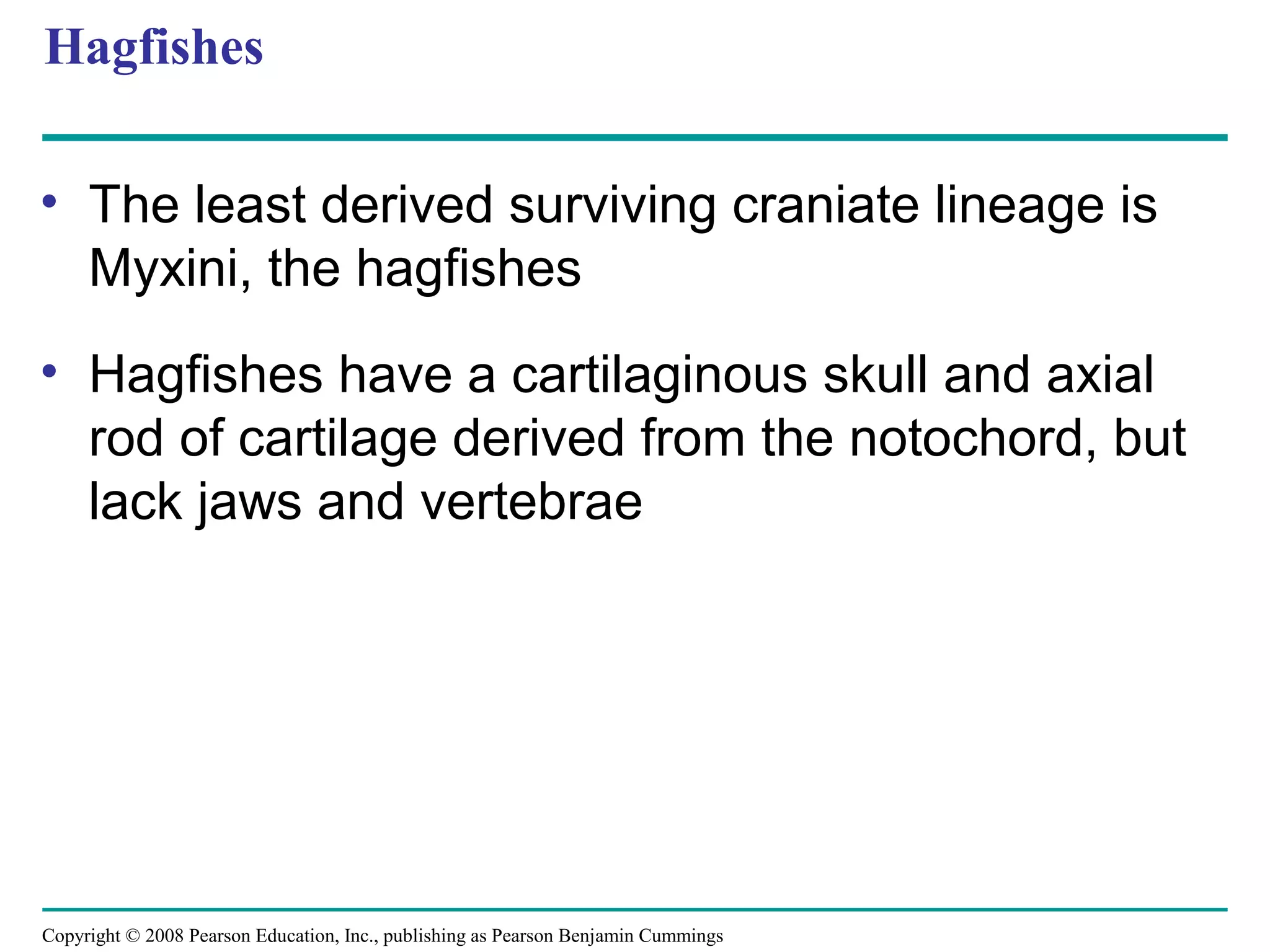 Copyright © 2008 Pearson Education, Inc., publishing as Pearson Benjamin Cummings
Hagfishes
• The least derived surviving craniate lineage is
Myxini, the hagfishes
• Hagfishes have a cartilaginous skull and axial
rod of cartilage derived from the notochord, but
lack jaws and vertebrae
 
