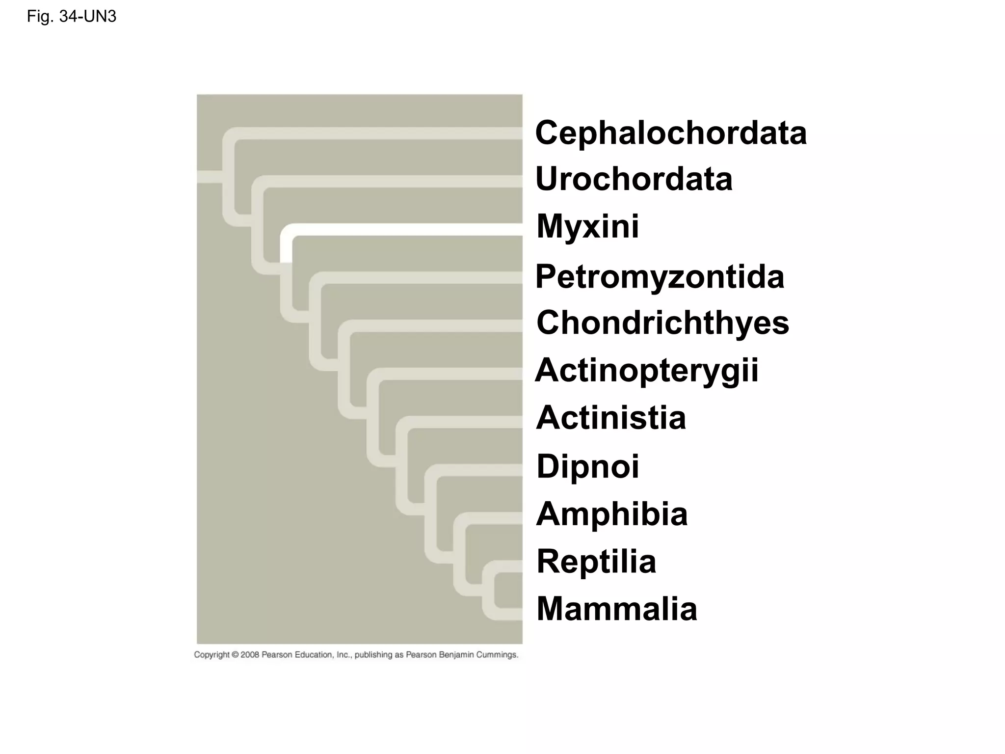 Fig. 34-UN3
Cephalochordata
Urochordata
Myxini
Petromyzontida
Mammalia
Chondrichthyes
Actinopterygii
Actinistia
Dipnoi
Amphibia
Reptilia
 