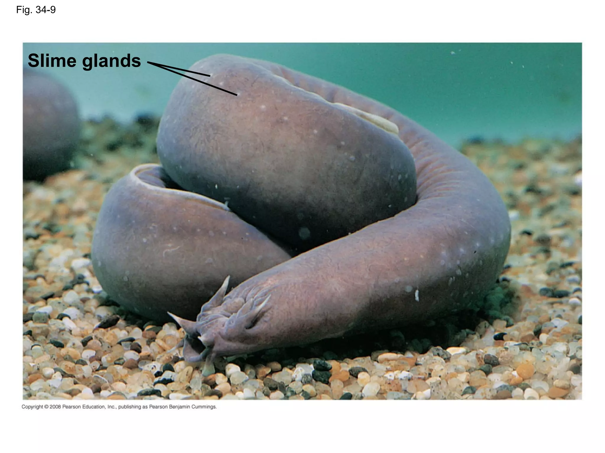 Fig. 34-9
Slime glands
 