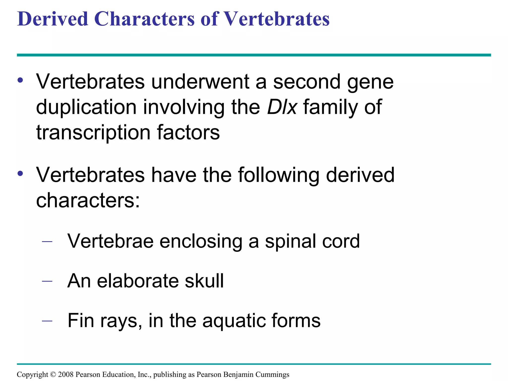 Copyright © 2008 Pearson Education, Inc., publishing as Pearson Benjamin Cummings
Derived Characters of Vertebrates
• Vertebrates underwent a second gene
duplication involving the Dlx family of
transcription factors
• Vertebrates have the following derived
characters:
– Vertebrae enclosing a spinal cord
– An elaborate skull
– Fin rays, in the aquatic forms
 