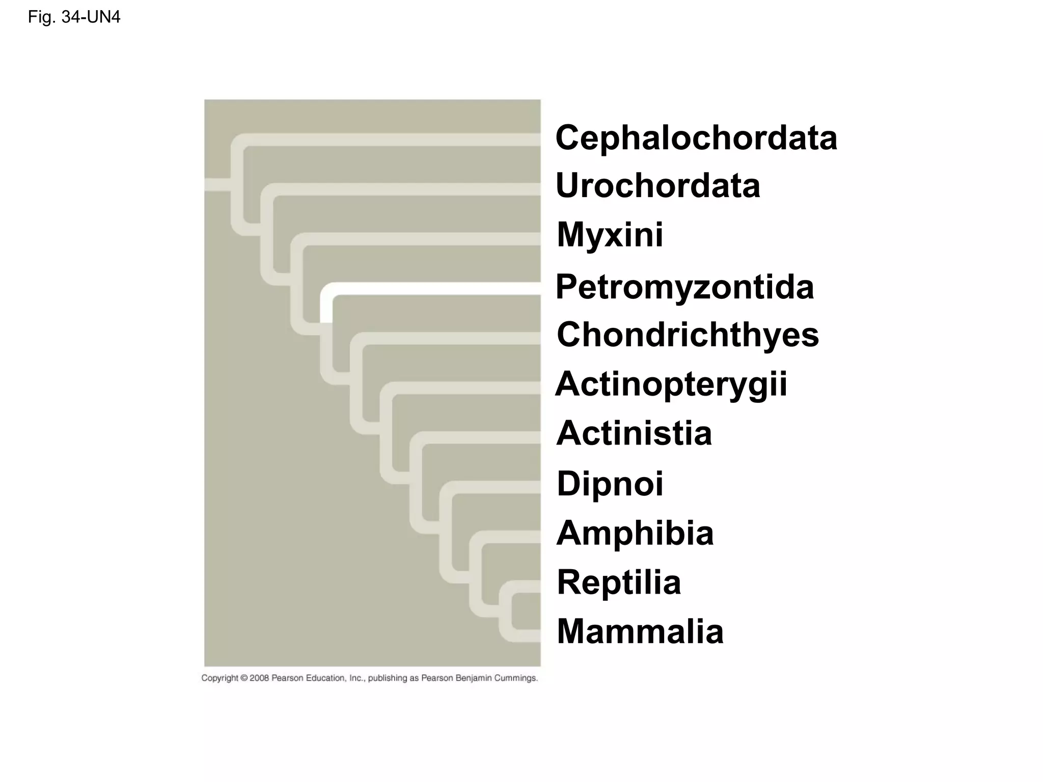 Fig. 34-UN4
Cephalochordata
Urochordata
Myxini
Petromyzontida
Mammalia
Chondrichthyes
Actinopterygii
Actinistia
Dipnoi
Amphibia
Reptilia
 