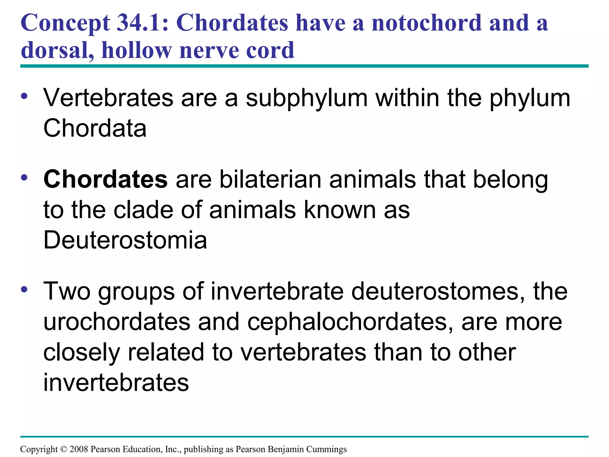 Copyright © 2008 Pearson Education, Inc., publishing as Pearson Benjamin Cummings
Concept 34.1: Chordates have a notochord and a
dorsal, hollow nerve cord
• Vertebrates are a subphylum within the phylum
Chordata
• Chordates are bilaterian animals that belong
to the clade of animals known as
Deuterostomia
• Two groups of invertebrate deuterostomes, the
urochordates and cephalochordates, are more
closely related to vertebrates than to other
invertebrates
 