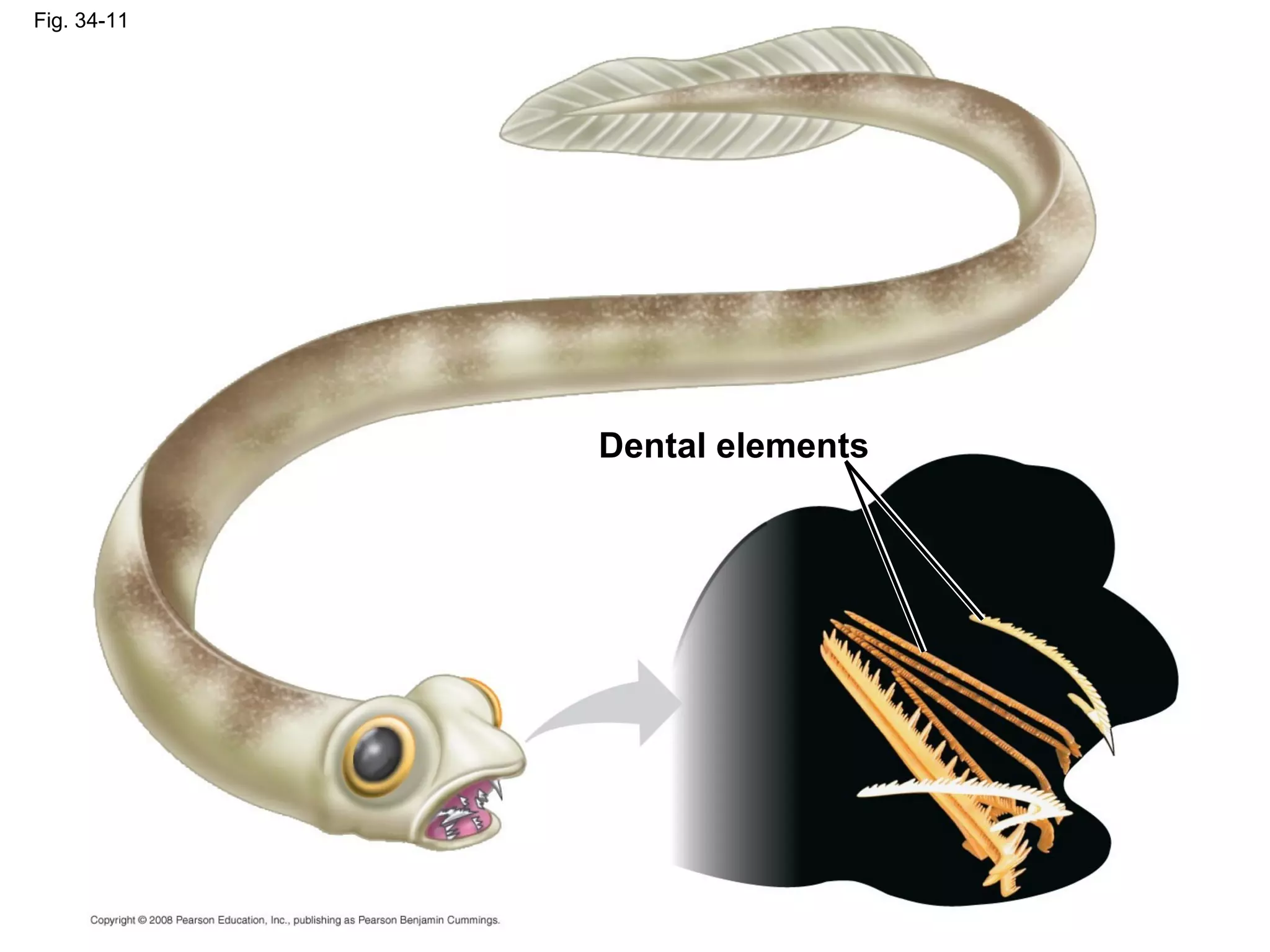 Fig. 34-11
Dental elements
 