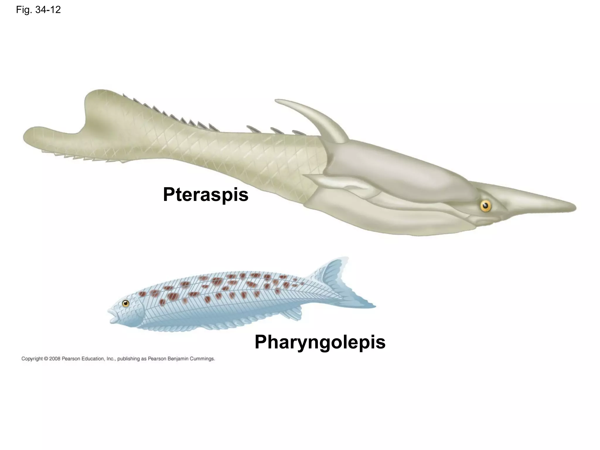 Fig. 34-12
Pteraspis
Pharyngolepis
 