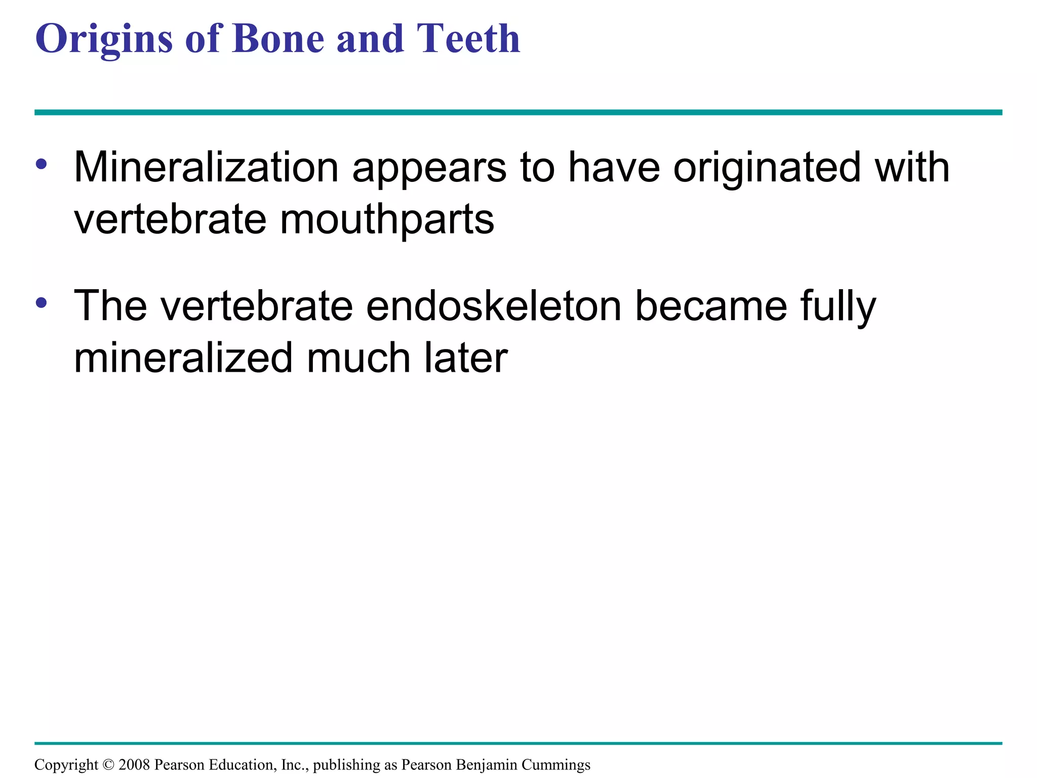 Copyright © 2008 Pearson Education, Inc., publishing as Pearson Benjamin Cummings
Origins of Bone and Teeth
• Mineralization appears to have originated with
vertebrate mouthparts
• The vertebrate endoskeleton became fully
mineralized much later
 