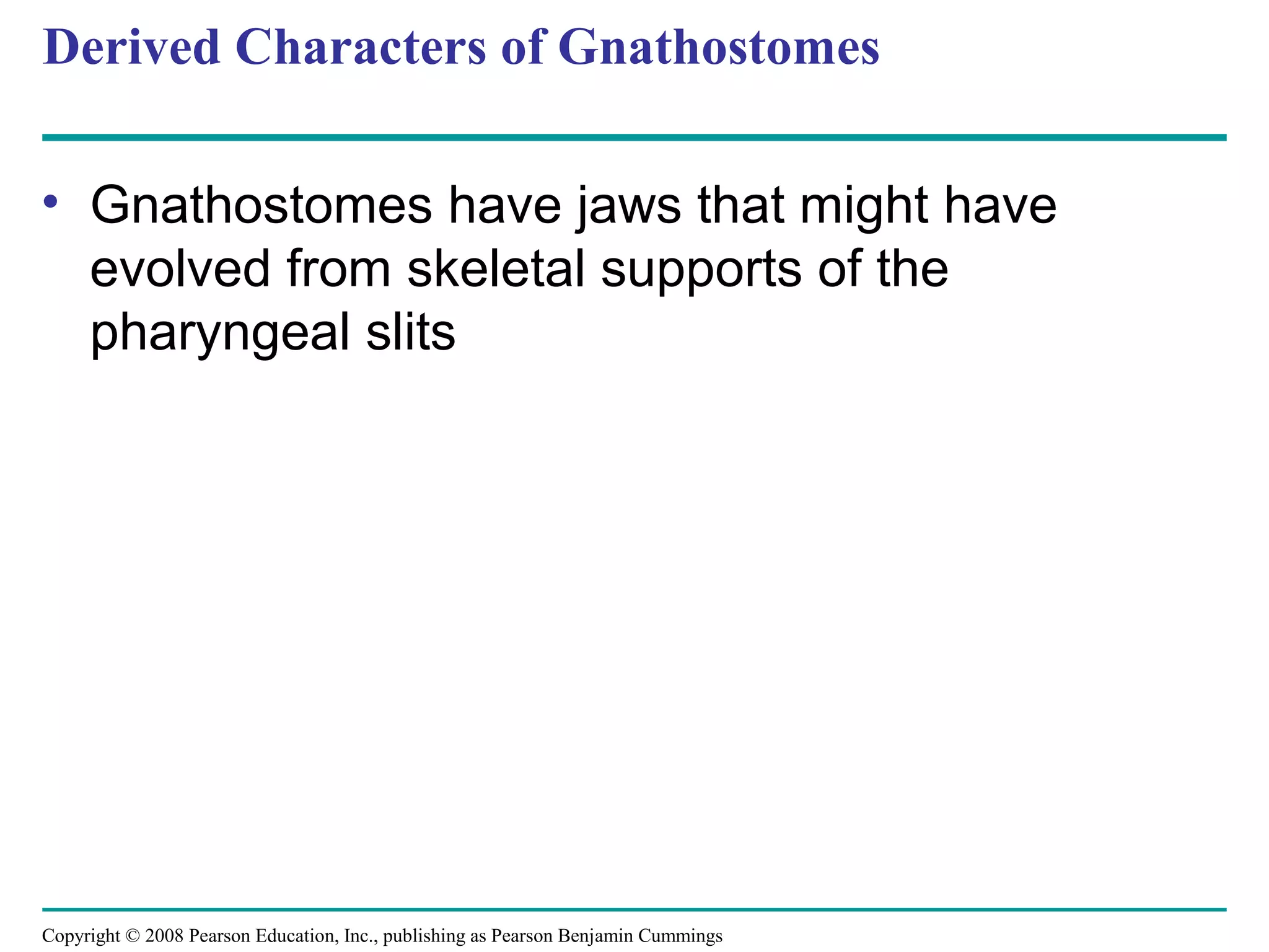 Copyright © 2008 Pearson Education, Inc., publishing as Pearson Benjamin Cummings
Derived Characters of Gnathostomes
• Gnathostomes have jaws that might have
evolved from skeletal supports of the
pharyngeal slits
 