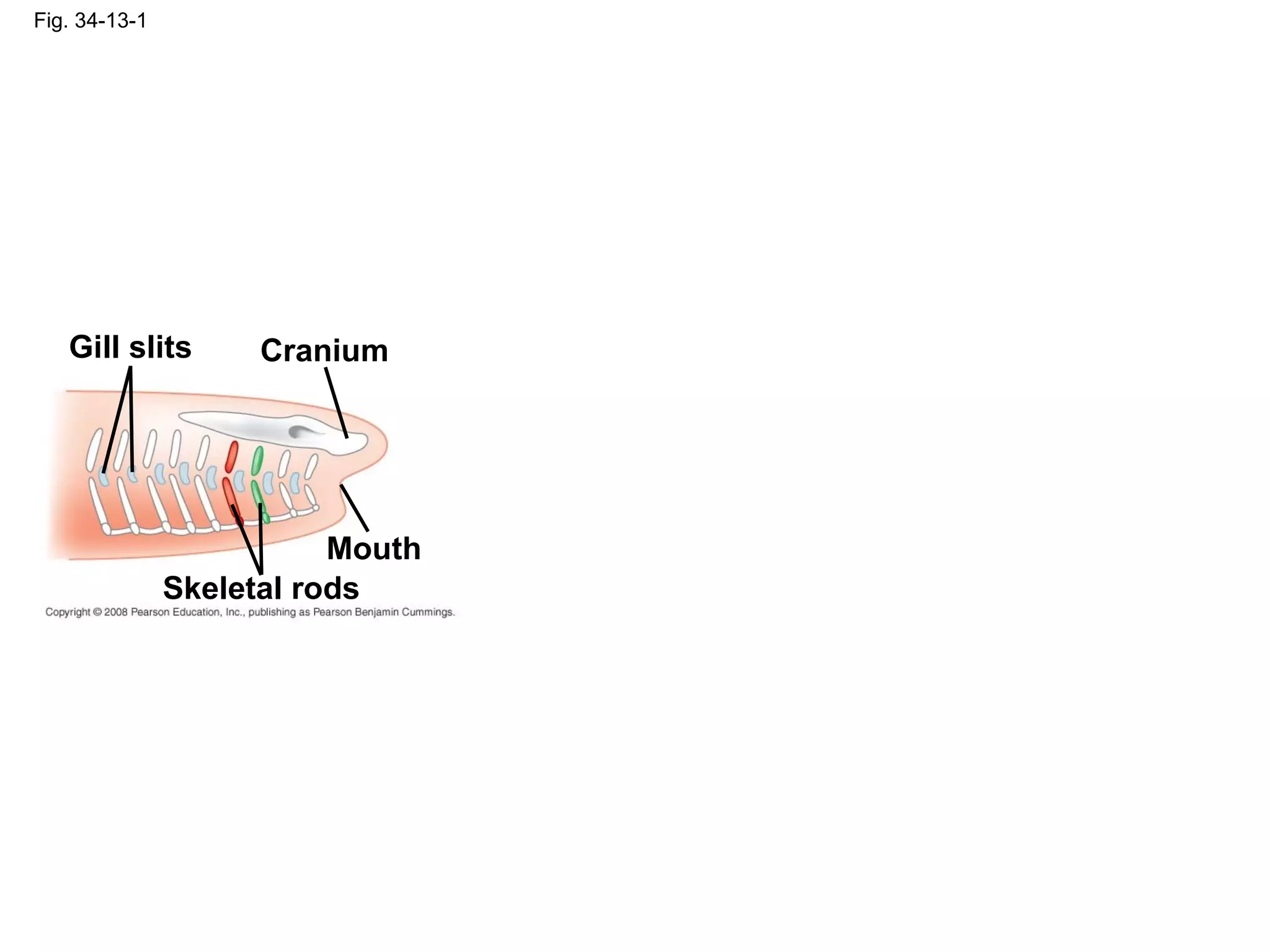 Fig. 34-13-1
Skeletal rods
CraniumGill slits
Mouth
 