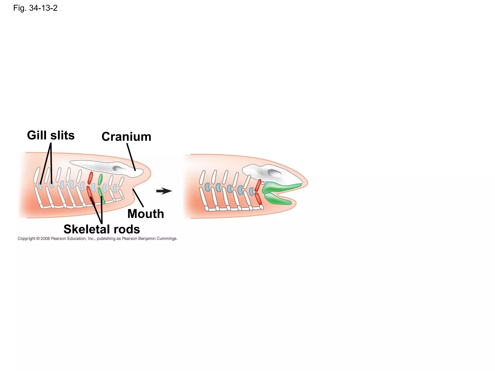 Fig. 34-13-2
Skeletal rods
CraniumGill slits
Mouth
 