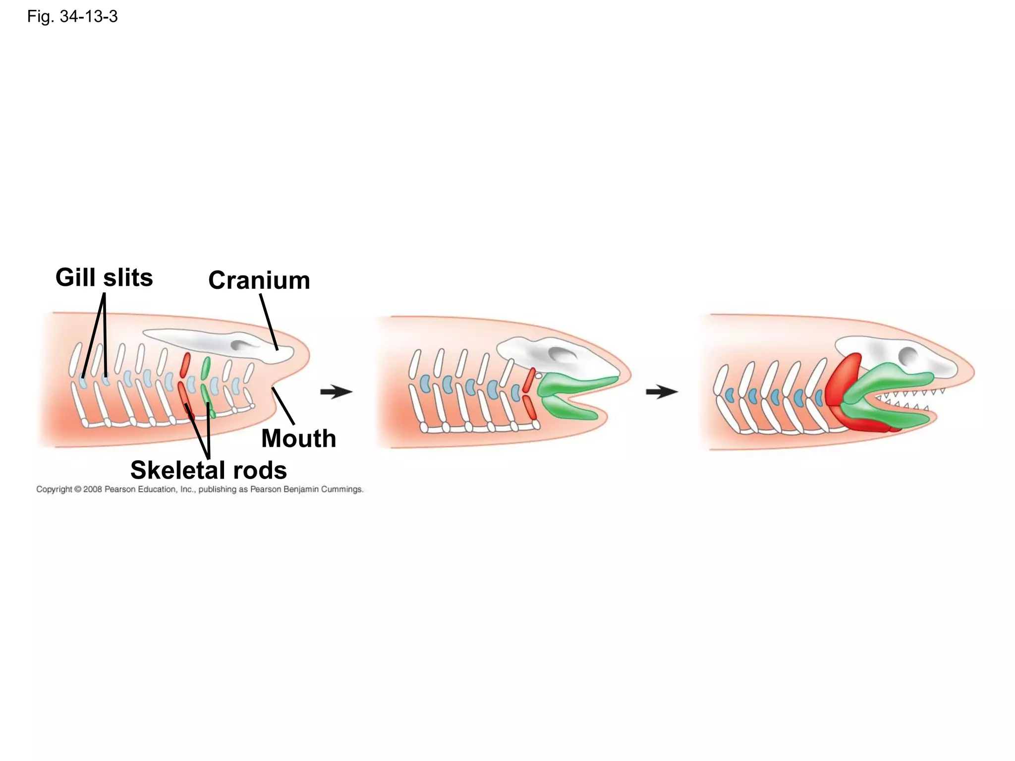 Fig. 34-13-3
Skeletal rods
CraniumGill slits
Mouth
 