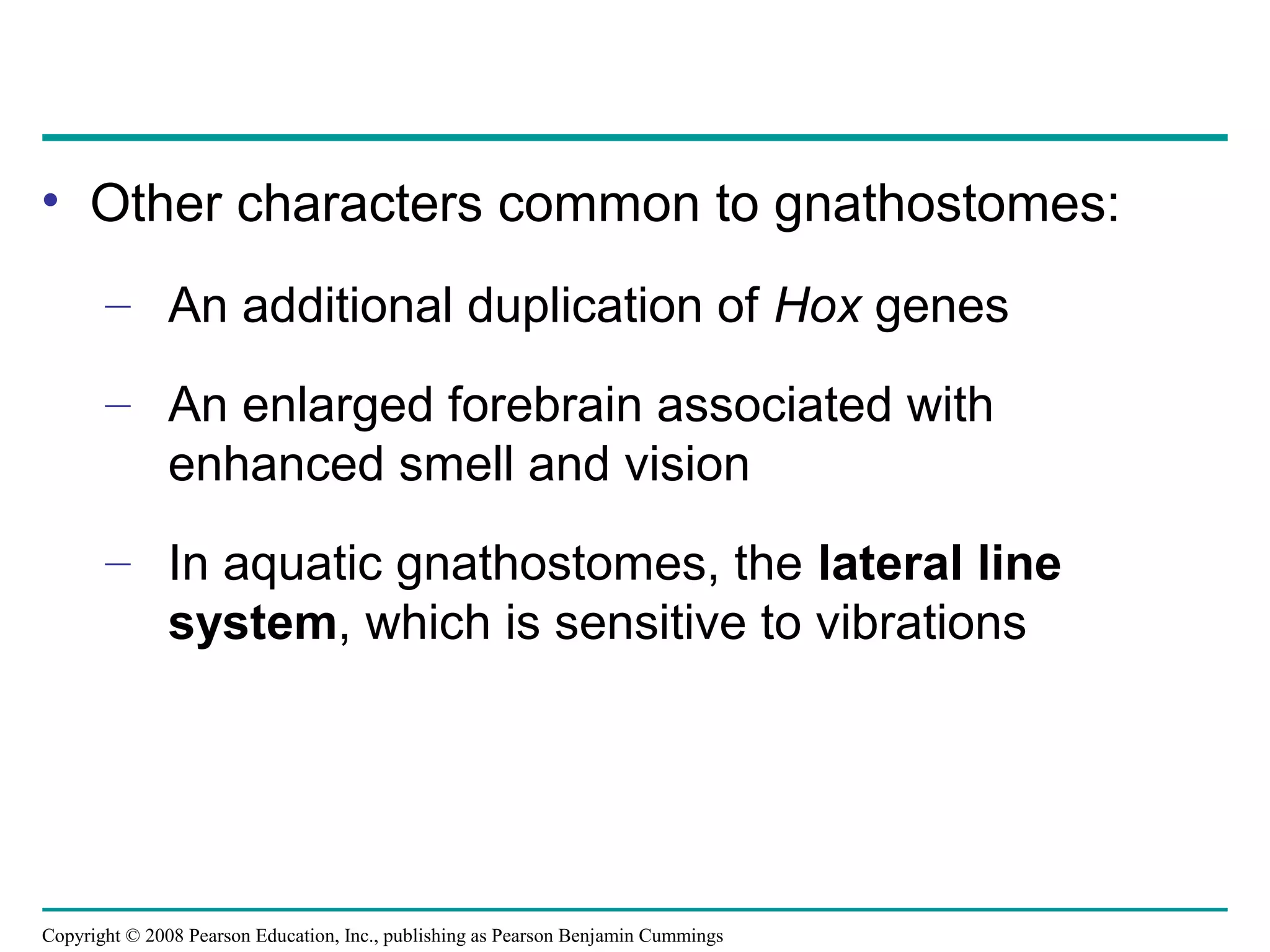 Copyright © 2008 Pearson Education, Inc., publishing as Pearson Benjamin Cummings
• Other characters common to gnathostomes:
– An additional duplication of Hox genes
– An enlarged forebrain associated with
enhanced smell and vision
– In aquatic gnathostomes, the lateral line
system, which is sensitive to vibrations
 