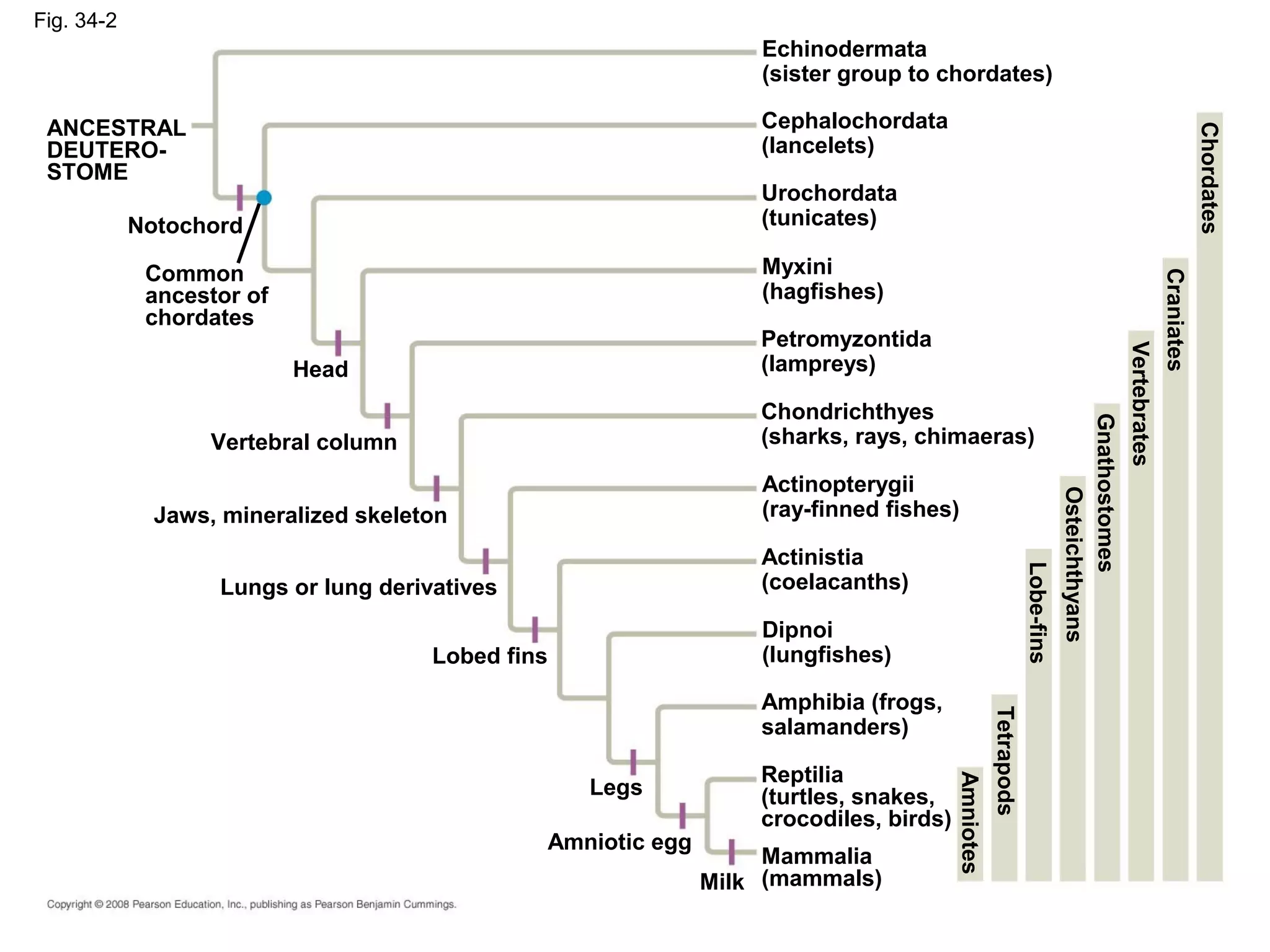 Fig. 34-2
Lobed fins
Legs
Amniotic egg
Milk
Jaws, mineralized skeleton
Lungs or lung derivatives
Vertebral column
Head
Notochord
Common
ancestor of
chordates
ANCESTRAL
DEUTERO-
STOME
Echinodermata
(sister group to chordates)
Chondrichthyes
(sharks, rays, chimaeras)
Cephalochordata
(lancelets)
Urochordata
(tunicates)
Myxini
(hagfishes)
Petromyzontida
(lampreys)
Mammalia
(mammals)
Actinopterygii
(ray-finned fishes)
Actinistia
(coelacanths)
Amphibia (frogs,
salamanders)
Dipnoi
(lungfishes)
Reptilia
(turtles, snakes,
crocodiles, birds)
Chordates
Craniates
Vertebrates
Gnathostomes
Lobe-fins
Osteichthyans
Tetrapods
Amniotes
 