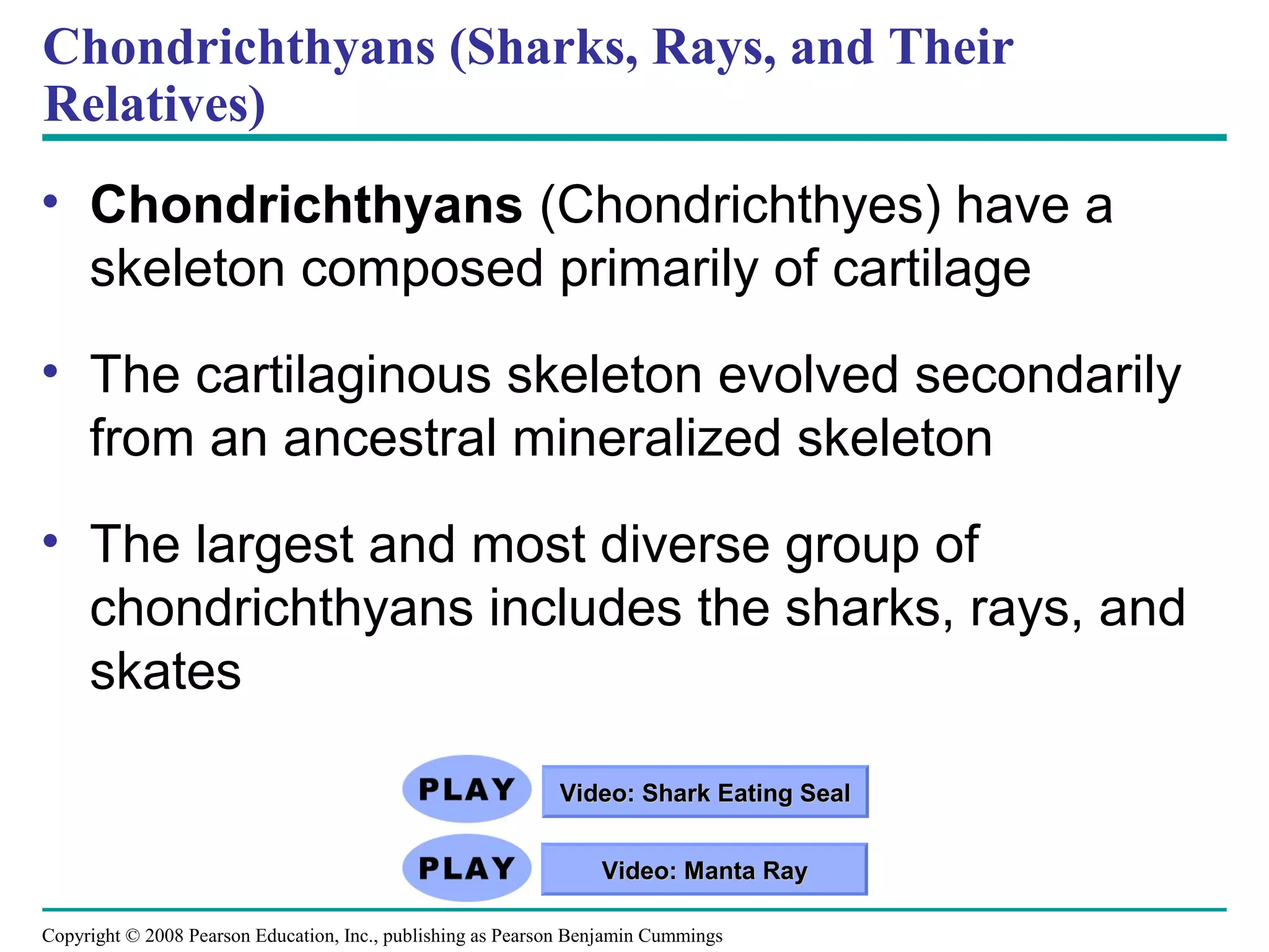 Copyright © 2008 Pearson Education, Inc., publishing as Pearson Benjamin Cummings
Chondrichthyans (Sharks, Rays, and Their
Relatives)
• Chondrichthyans (Chondrichthyes) have a
skeleton composed primarily of cartilage
• The cartilaginous skeleton evolved secondarily
from an ancestral mineralized skeleton
• The largest and most diverse group of
chondrichthyans includes the sharks, rays, and
skates
Video: Shark Eating SealVideo: Shark Eating Seal
Video: Manta RayVideo: Manta Ray
 
