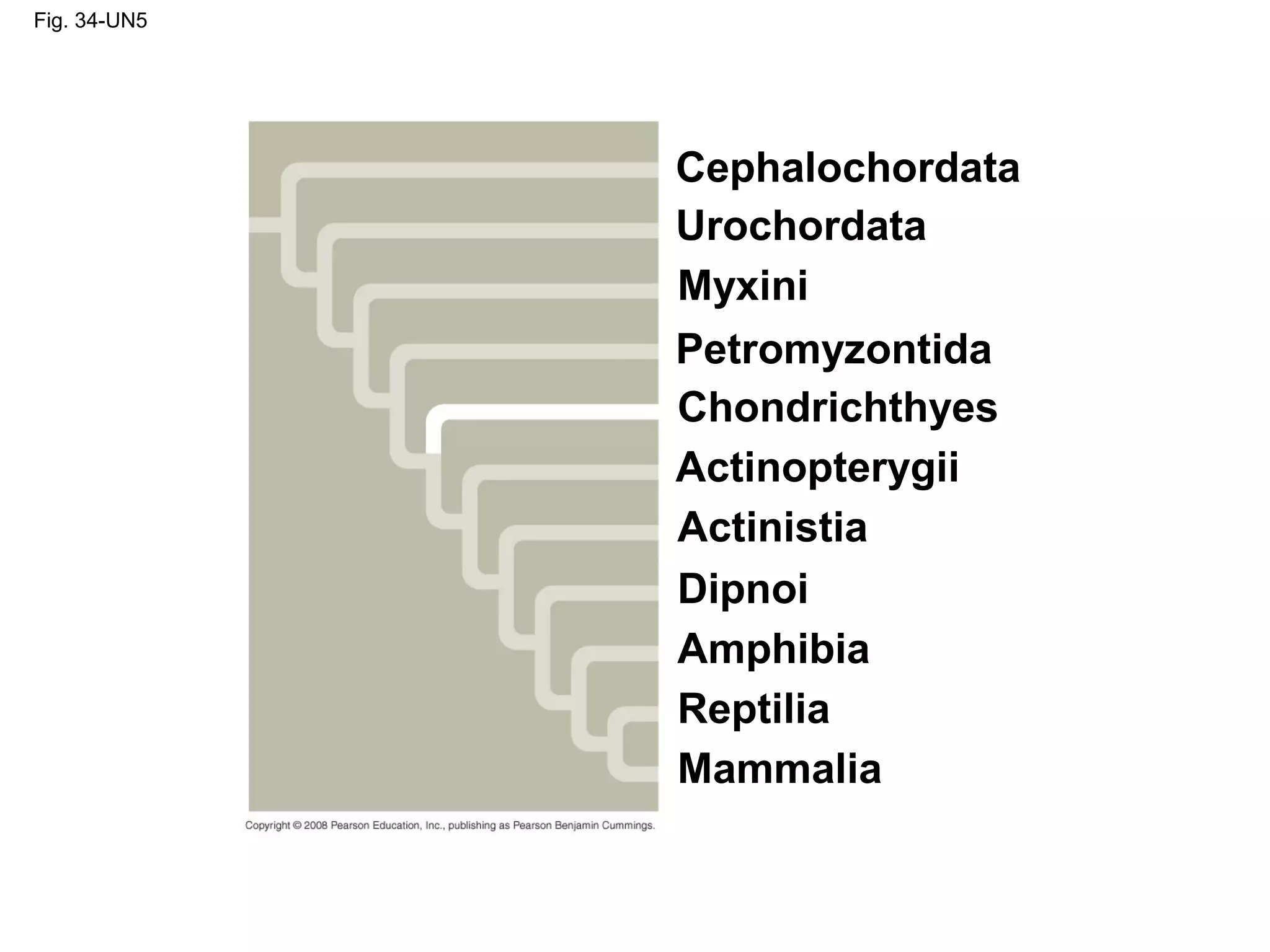 Fig. 34-UN5
Cephalochordata
Urochordata
Myxini
Petromyzontida
Mammalia
Chondrichthyes
Actinopterygii
Actinistia
Dipnoi
Amphibia
Reptilia
 