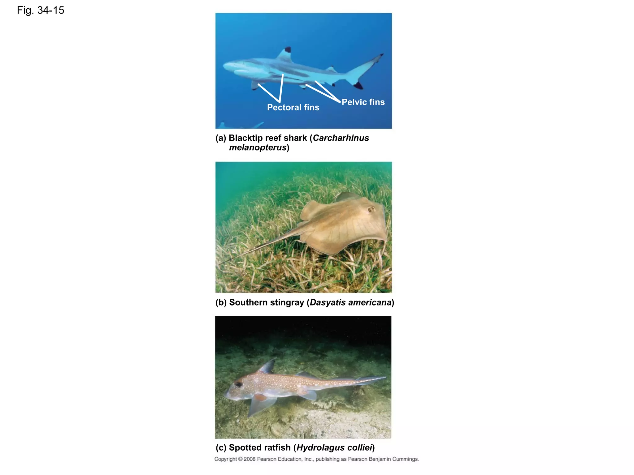 Fig. 34-15
Pelvic fins
Pectoral fins
(c) Spotted ratfish (Hydrolagus colliei)
(a) Blacktip reef shark (Carcharhinus
melanopterus)
(b) Southern stingray (Dasyatis americana)
 