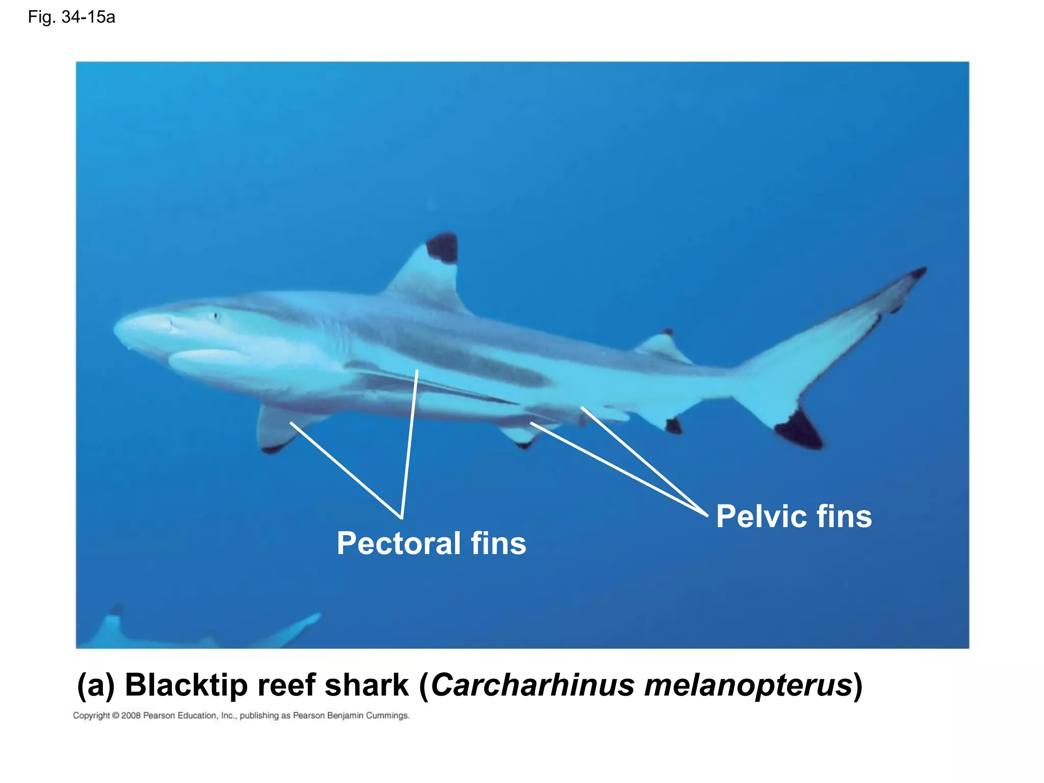 Fig. 34-15a
Pelvic fins
Pectoral fins
(a) Blacktip reef shark (Carcharhinus melanopterus)
 