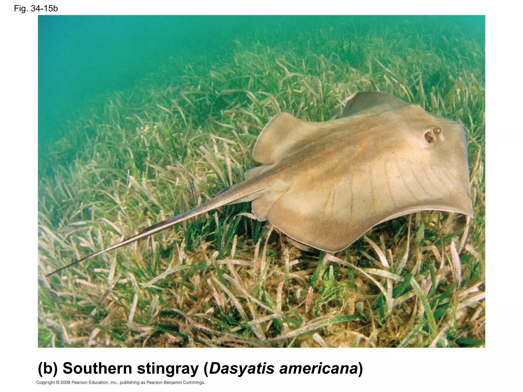 Fig. 34-15b
(b) Southern stingray (Dasyatis americana)
 