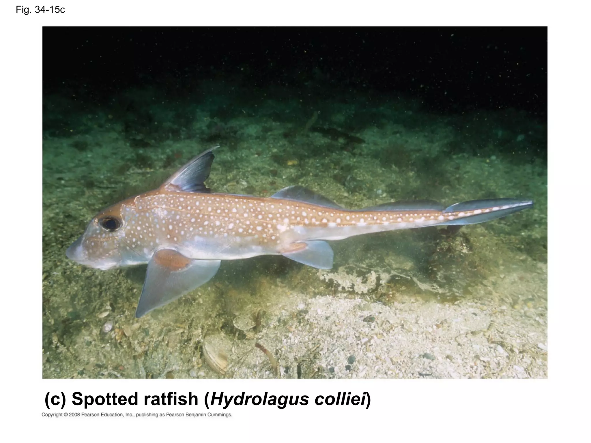 Fig. 34-15c
(c) Spotted ratfish (Hydrolagus colliei)
 
