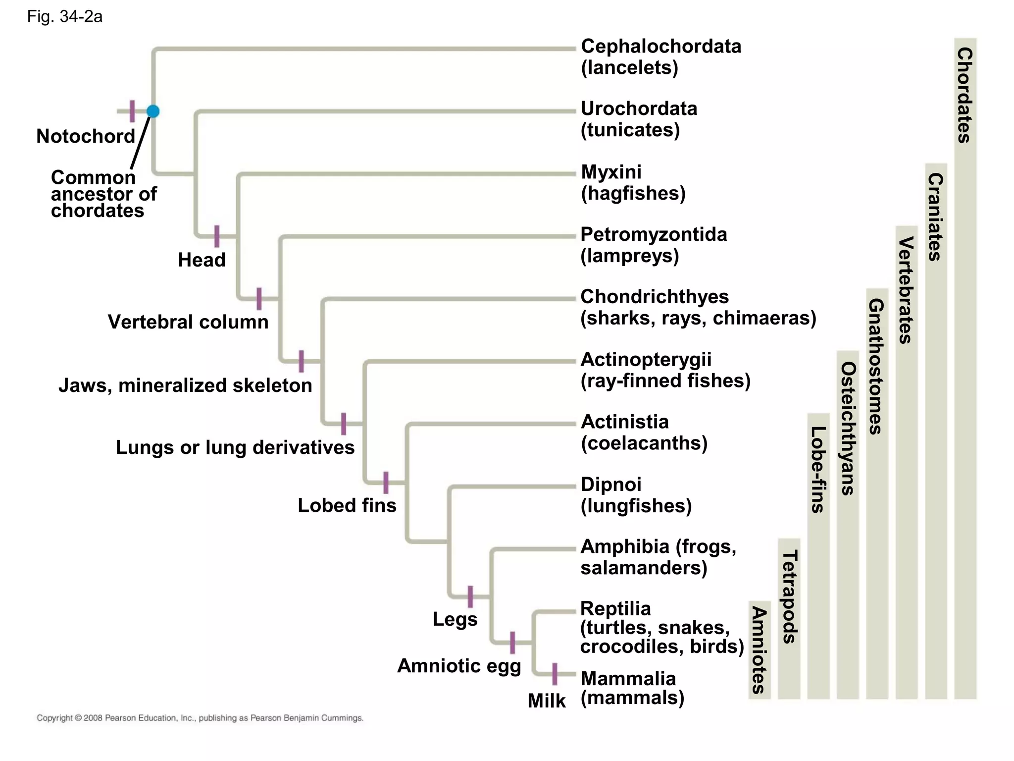 Fig. 34-2a
Lobed fins
Legs
Amniotic egg
Milk
Jaws, mineralized skeleton
Lungs or lung derivatives
Vertebral column
Head
Notochord
Common
ancestor of
chordates
Chondrichthyes
(sharks, rays, chimaeras)
Cephalochordata
(lancelets)
Urochordata
(tunicates)
Myxini
(hagfishes)
Petromyzontida
(lampreys)
Mammalia
(mammals)
Actinopterygii
(ray-finned fishes)
Actinistia
(coelacanths)
Amphibia (frogs,
salamanders)
Dipnoi
(lungfishes)
Reptilia
(turtles, snakes,
crocodiles, birds)
Chordates
Craniates
Vertebrates
Gnathostomes
Lobe-fins
Osteichthyans
Tetrapods
Amniotes
 
