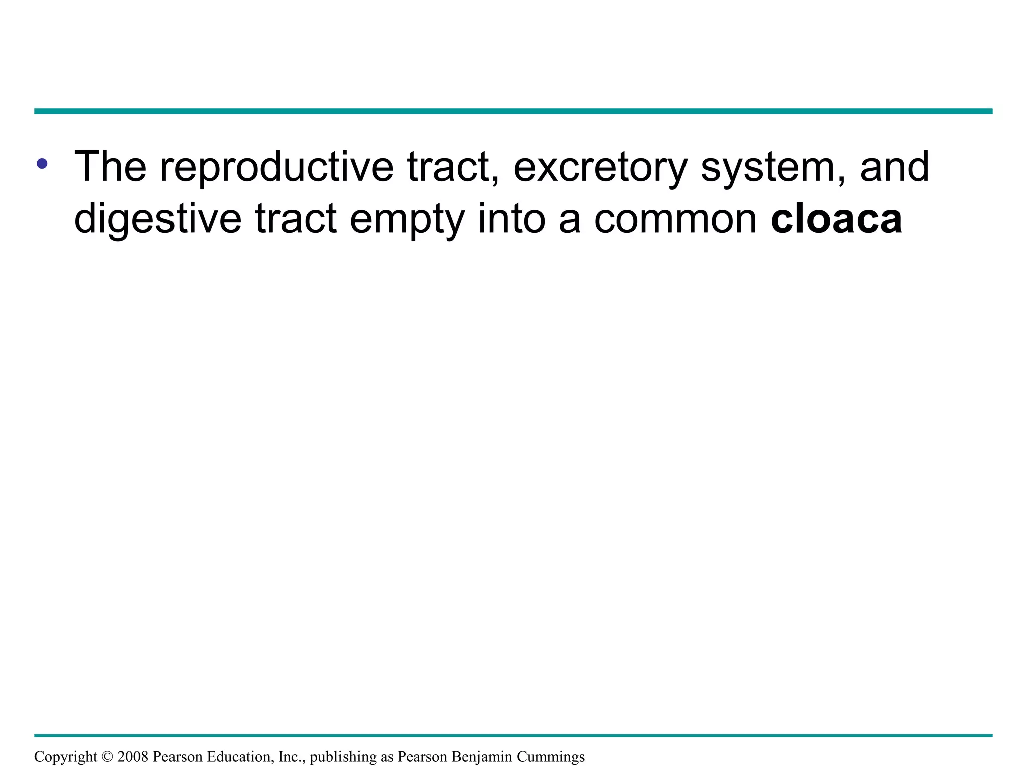 Copyright © 2008 Pearson Education, Inc., publishing as Pearson Benjamin Cummings
• The reproductive tract, excretory system, and
digestive tract empty into a common cloaca
 