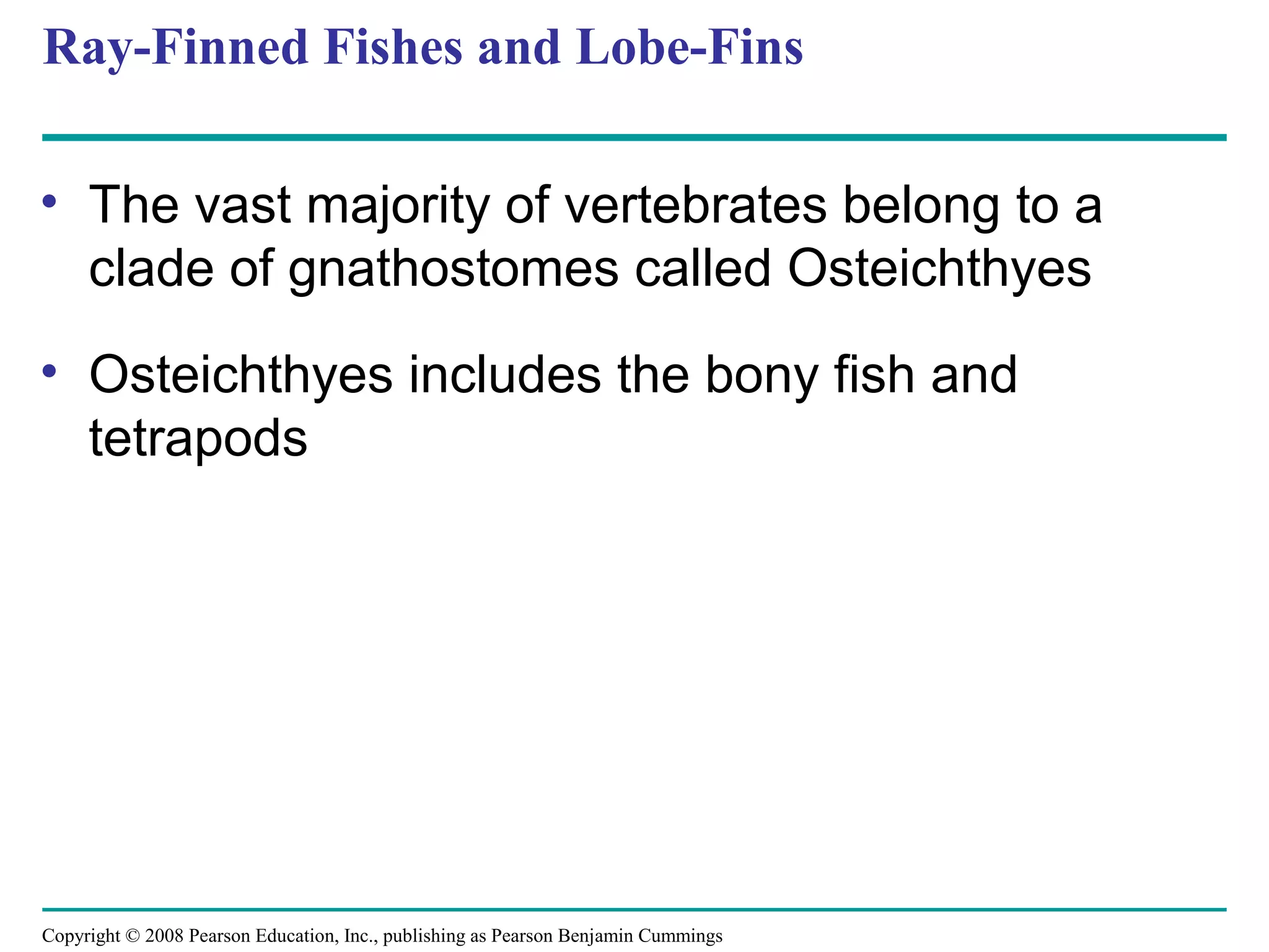 Copyright © 2008 Pearson Education, Inc., publishing as Pearson Benjamin Cummings
Ray-Finned Fishes and Lobe-Fins
• The vast majority of vertebrates belong to a
clade of gnathostomes called Osteichthyes
• Osteichthyes includes the bony fish and
tetrapods
 