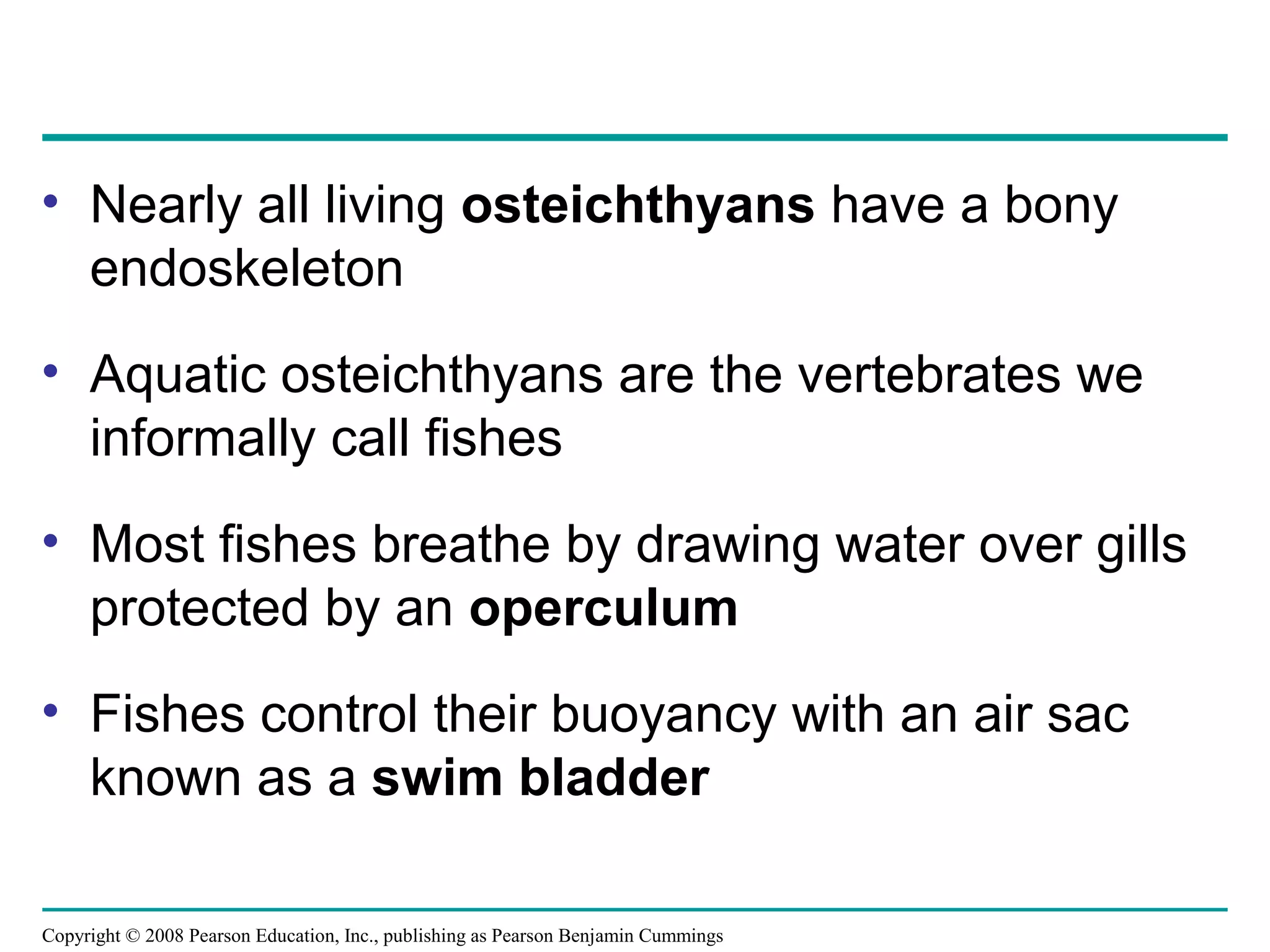 Copyright © 2008 Pearson Education, Inc., publishing as Pearson Benjamin Cummings
• Nearly all living osteichthyans have a bony
endoskeleton
• Aquatic osteichthyans are the vertebrates we
informally call fishes
• Most fishes breathe by drawing water over gills
protected by an operculum
• Fishes control their buoyancy with an air sac
known as a swim bladder
 