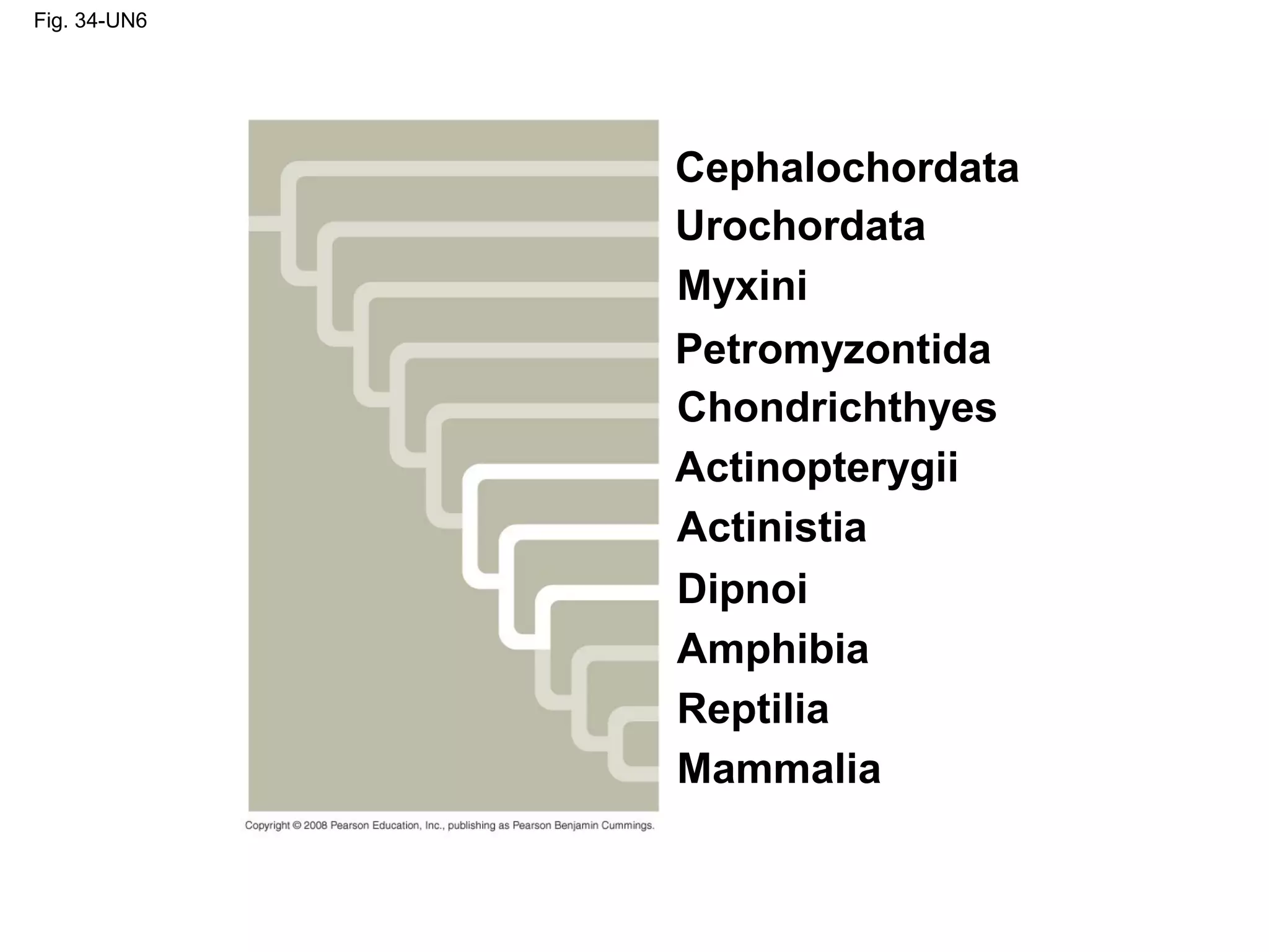 Fig. 34-UN6
Cephalochordata
Urochordata
Myxini
Petromyzontida
Mammalia
Chondrichthyes
Actinopterygii
Actinistia
Dipnoi
Amphibia
Reptilia
 