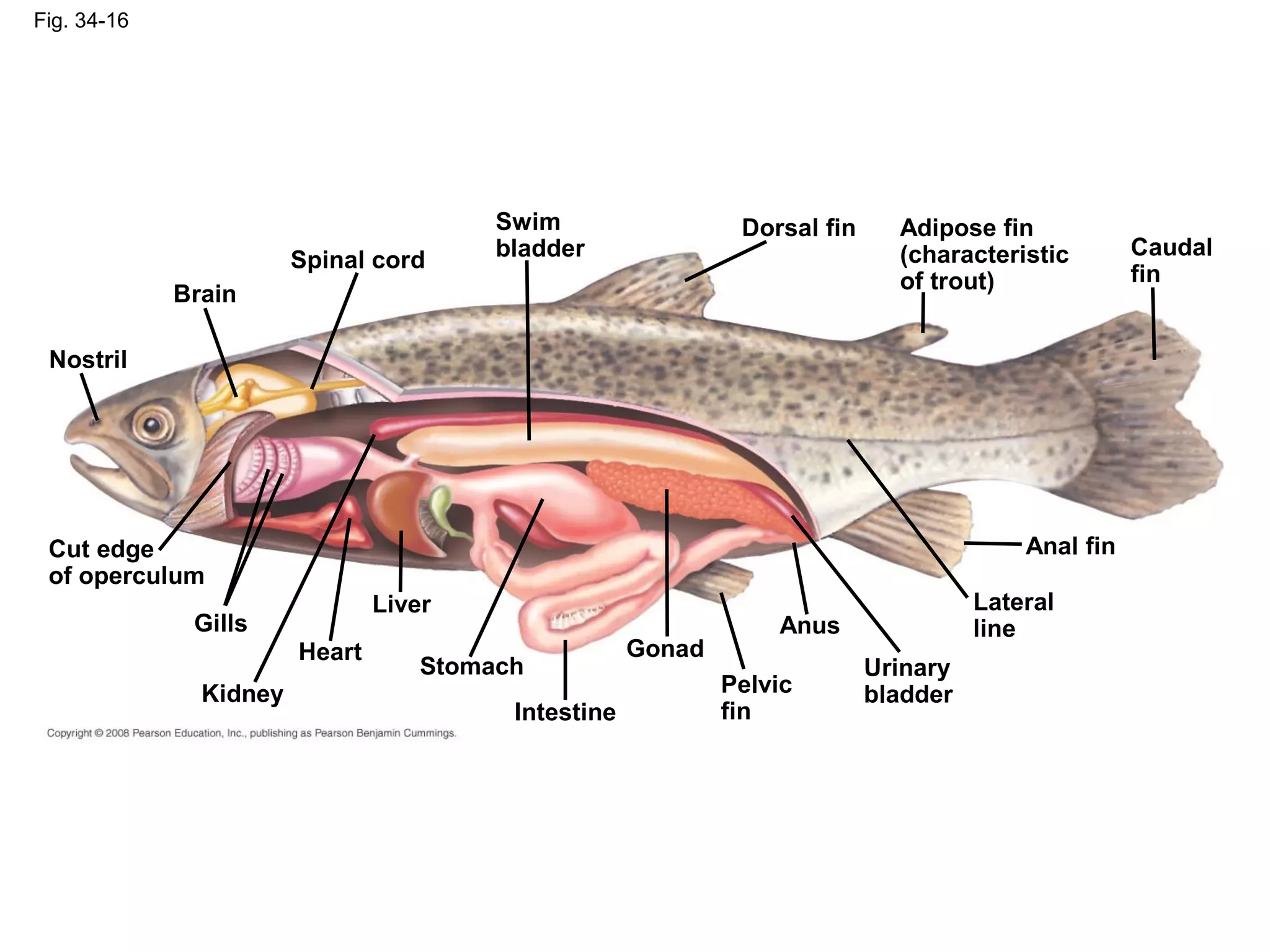 Fig. 34-16
Intestine
Adipose fin
(characteristic
of trout)
Cut edge
of operculum
Swim
bladder Caudal
fin
Lateral
line
Urinary
bladderPelvic
fin
Anus
Dorsal fin
Spinal cord
Brain
Nostril
Gills
Kidney
Heart
Liver
Gonad
Anal fin
Stomach
 