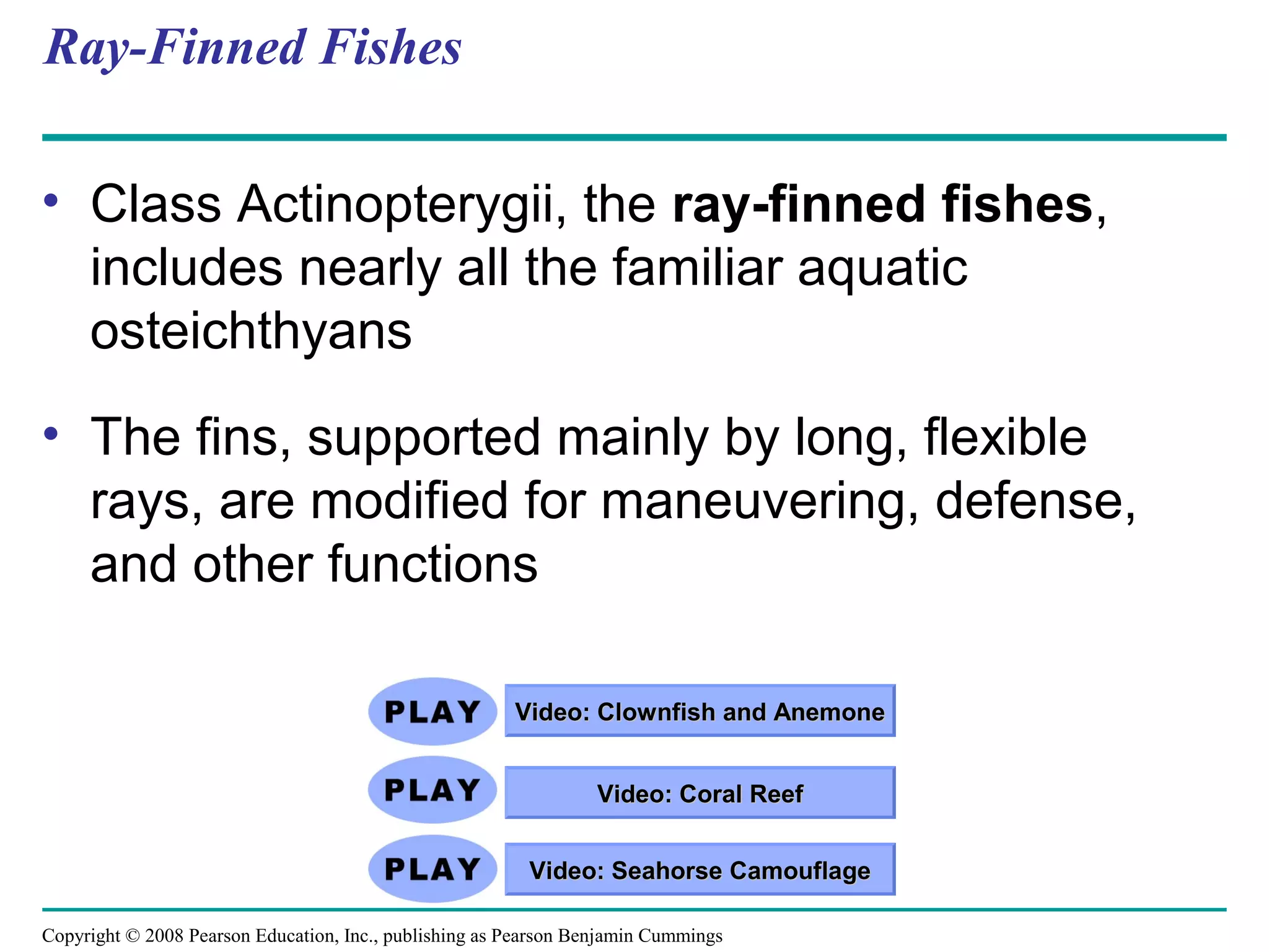 Copyright © 2008 Pearson Education, Inc., publishing as Pearson Benjamin Cummings
Ray-Finned Fishes
• Class Actinopterygii, the ray-finned fishes,
includes nearly all the familiar aquatic
osteichthyans
• The fins, supported mainly by long, flexible
rays, are modified for maneuvering, defense,
and other functions
Video: Seahorse CamouflageVideo: Seahorse Camouflage
Video: Clownfish and AnemoneVideo: Clownfish and Anemone
Video: Coral ReefVideo: Coral Reef
 