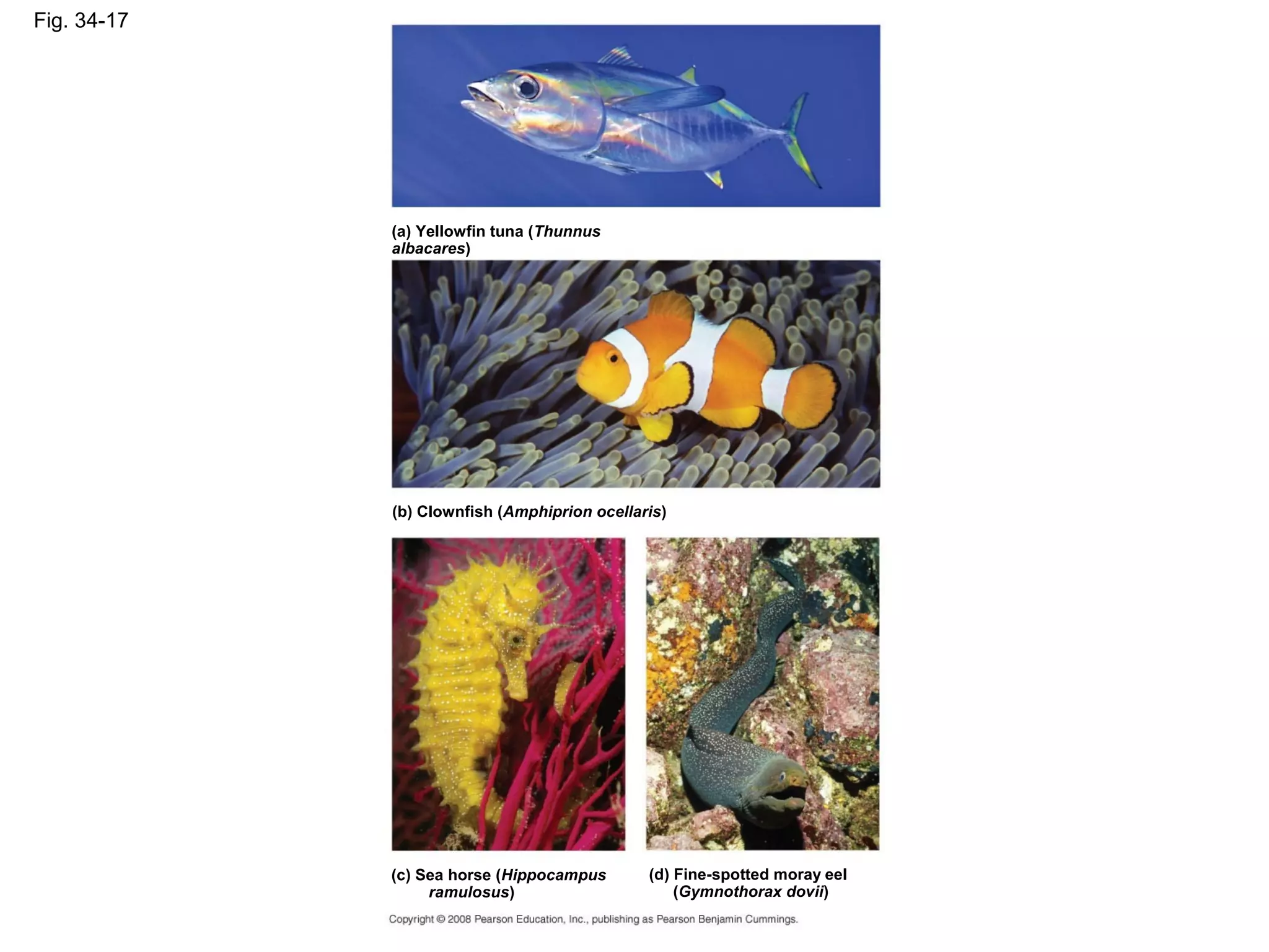 Fig. 34-17
(a) Yellowfin tuna (Thunnus
albacares)
(b) Clownfish (Amphiprion ocellaris)
(c) Sea horse (Hippocampus
ramulosus)
(d) Fine-spotted moray eel
(Gymnothorax dovii)
 