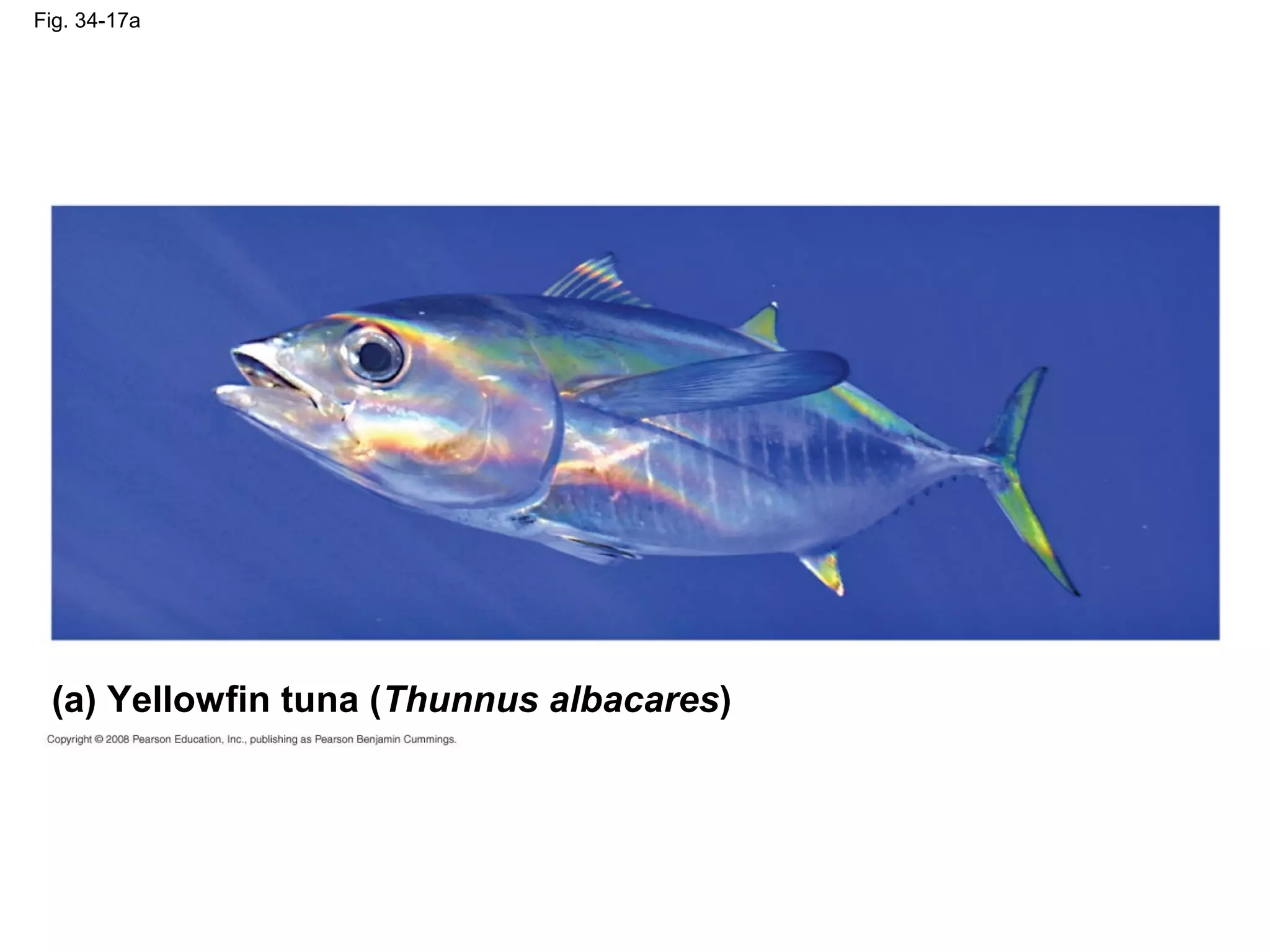 Fig. 34-17a
(a) Yellowfin tuna (Thunnus albacares)
 