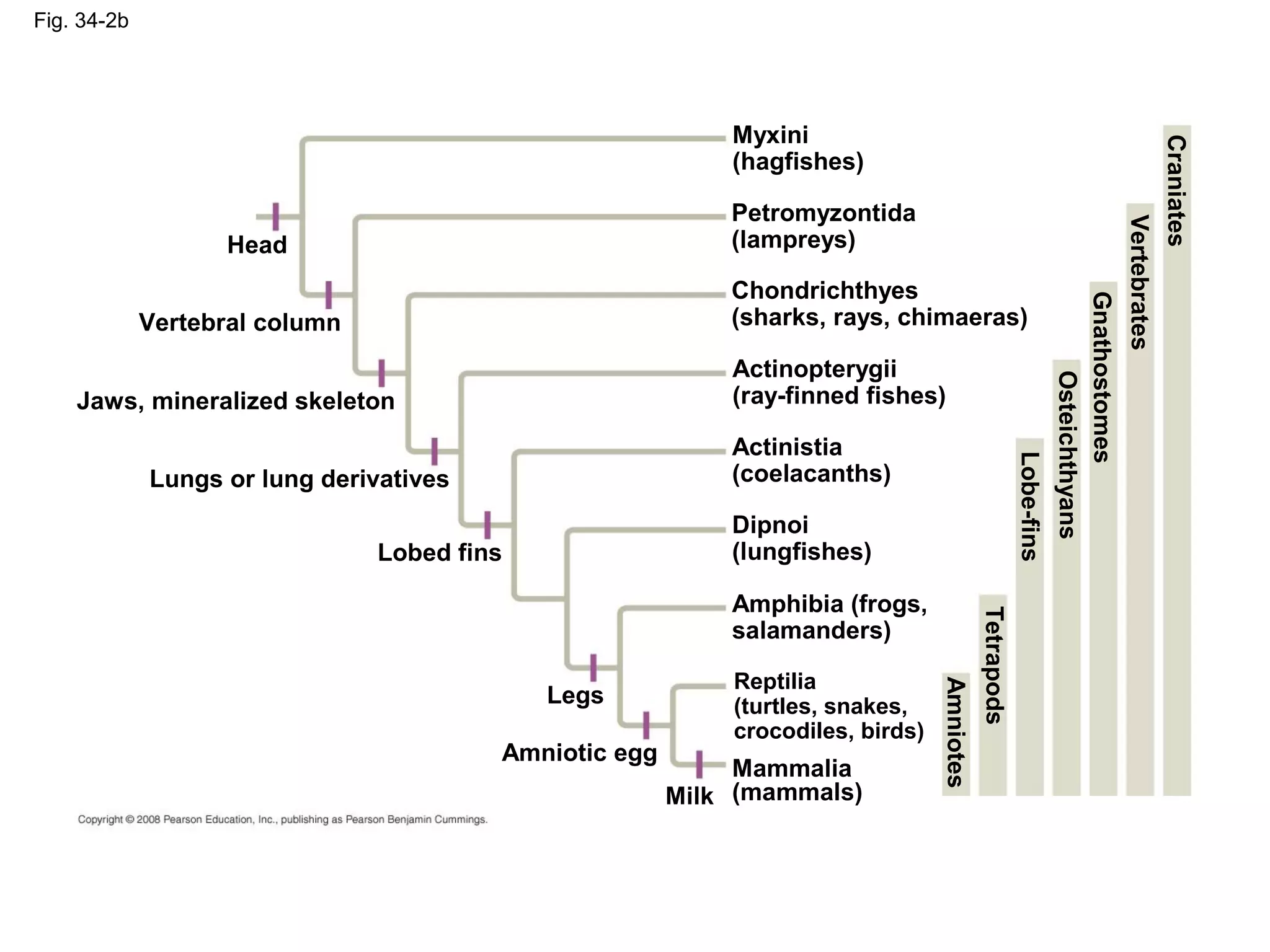 Fig. 34-2b
Lobed fins
Legs
Amniotic egg
Milk
Jaws, mineralized skeleton
Lungs or lung derivatives
Vertebral column
Head
Chondrichthyes
(sharks, rays, chimaeras)
Myxini
(hagfishes)
Petromyzontida
(lampreys)
Mammalia
(mammals)
Actinopterygii
(ray-finned fishes)
Actinistia
(coelacanths)
Amphibia (frogs,
salamanders)
Dipnoi
(lungfishes)
Reptilia
(turtles, snakes,
crocodiles, birds)
Craniates
Vertebrates
Gnathostomes
Lobe-fins
Osteichthyans
Tetrapods
Amniotes
 