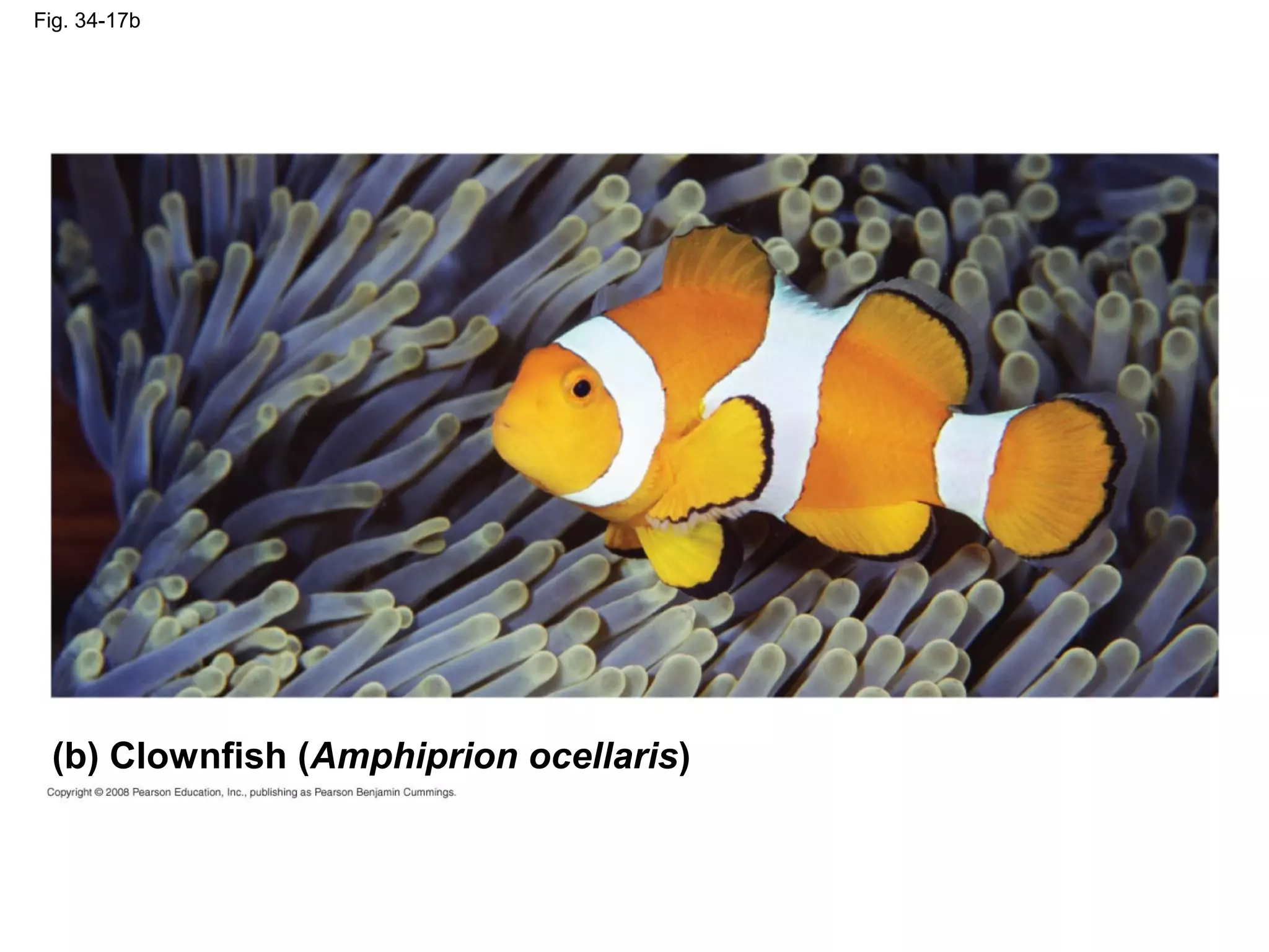 Fig. 34-17b
(b) Clownfish (Amphiprion ocellaris)
 