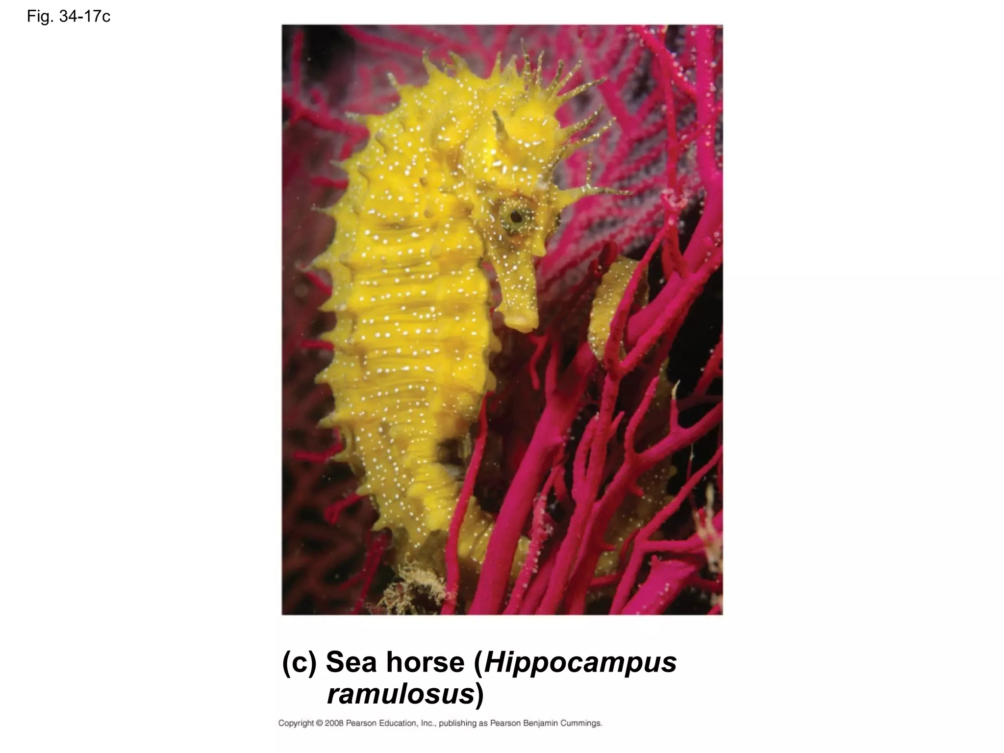 Fig. 34-17c
(c) Sea horse (Hippocampus
ramulosus)
 