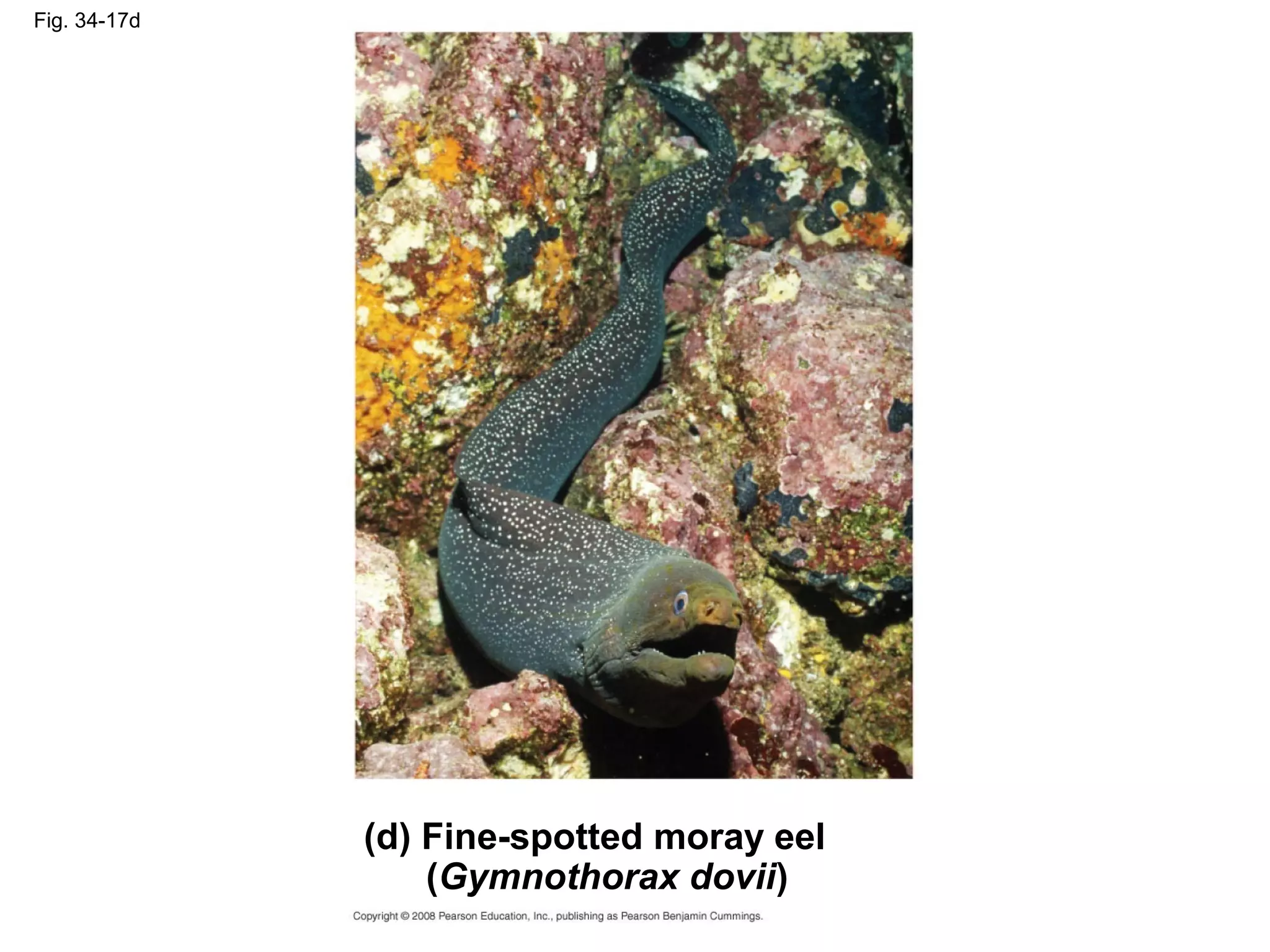 Fig. 34-17d
(d) Fine-spotted moray eel
(Gymnothorax dovii)
 