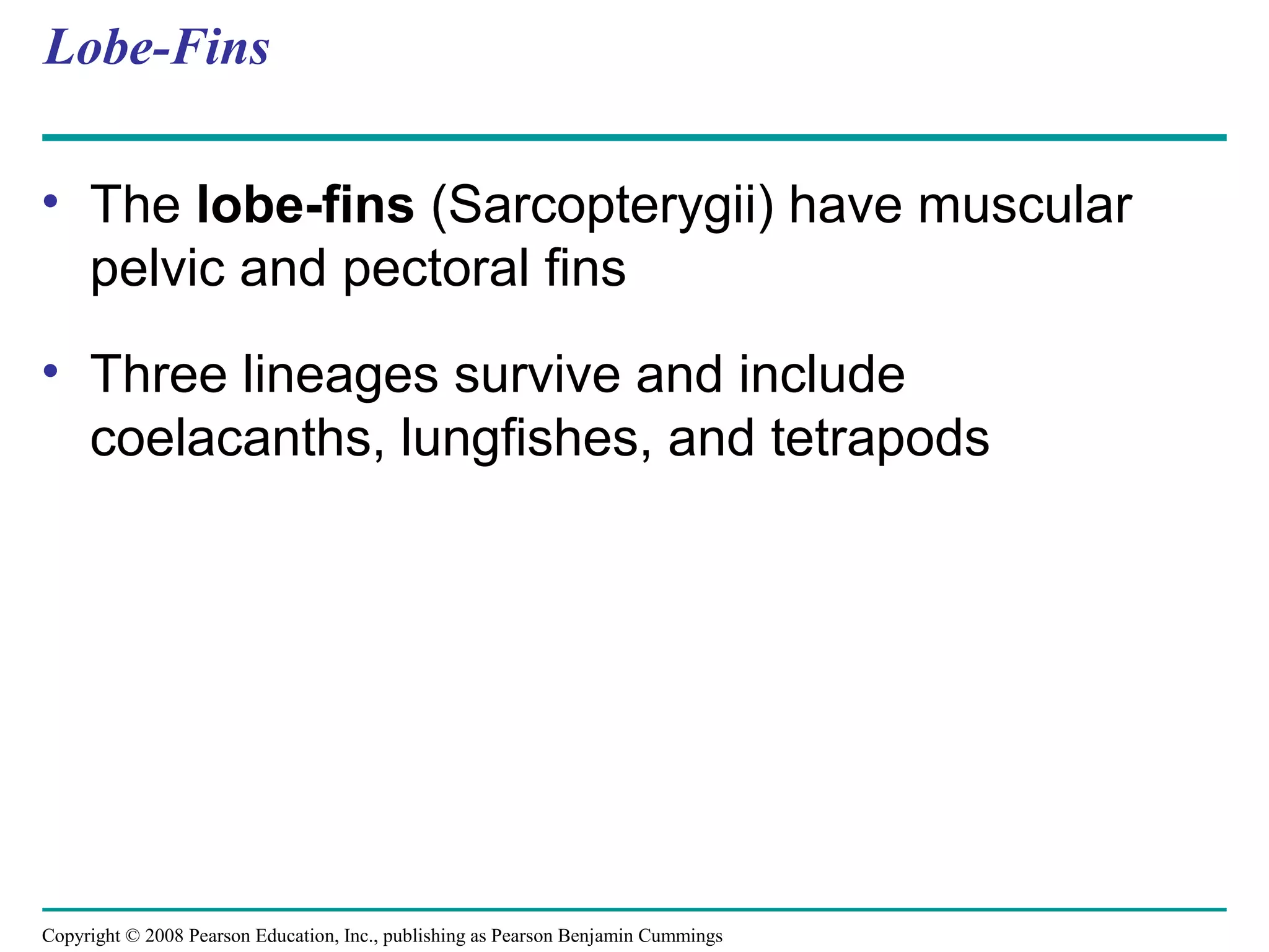 Copyright © 2008 Pearson Education, Inc., publishing as Pearson Benjamin Cummings
Lobe-Fins
• The lobe-fins (Sarcopterygii) have muscular
pelvic and pectoral fins
• Three lineages survive and include
coelacanths, lungfishes, and tetrapods
 
