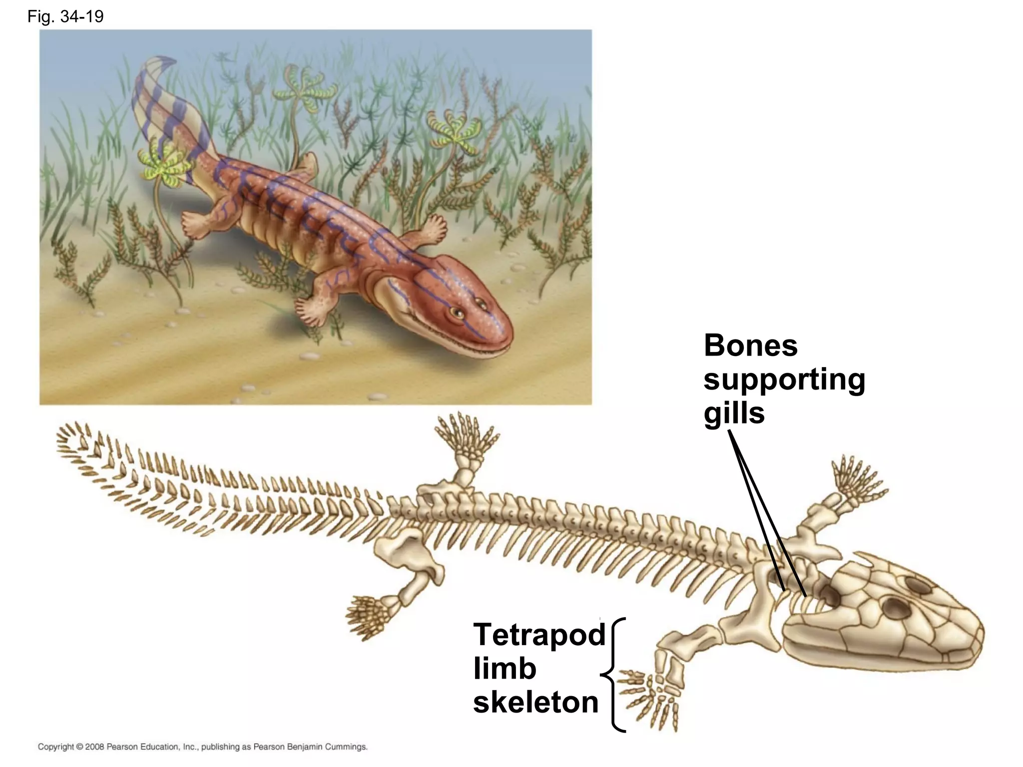 Fig. 34-19
Tetrapod
limb
skeleton
Bones
supporting
gills
 