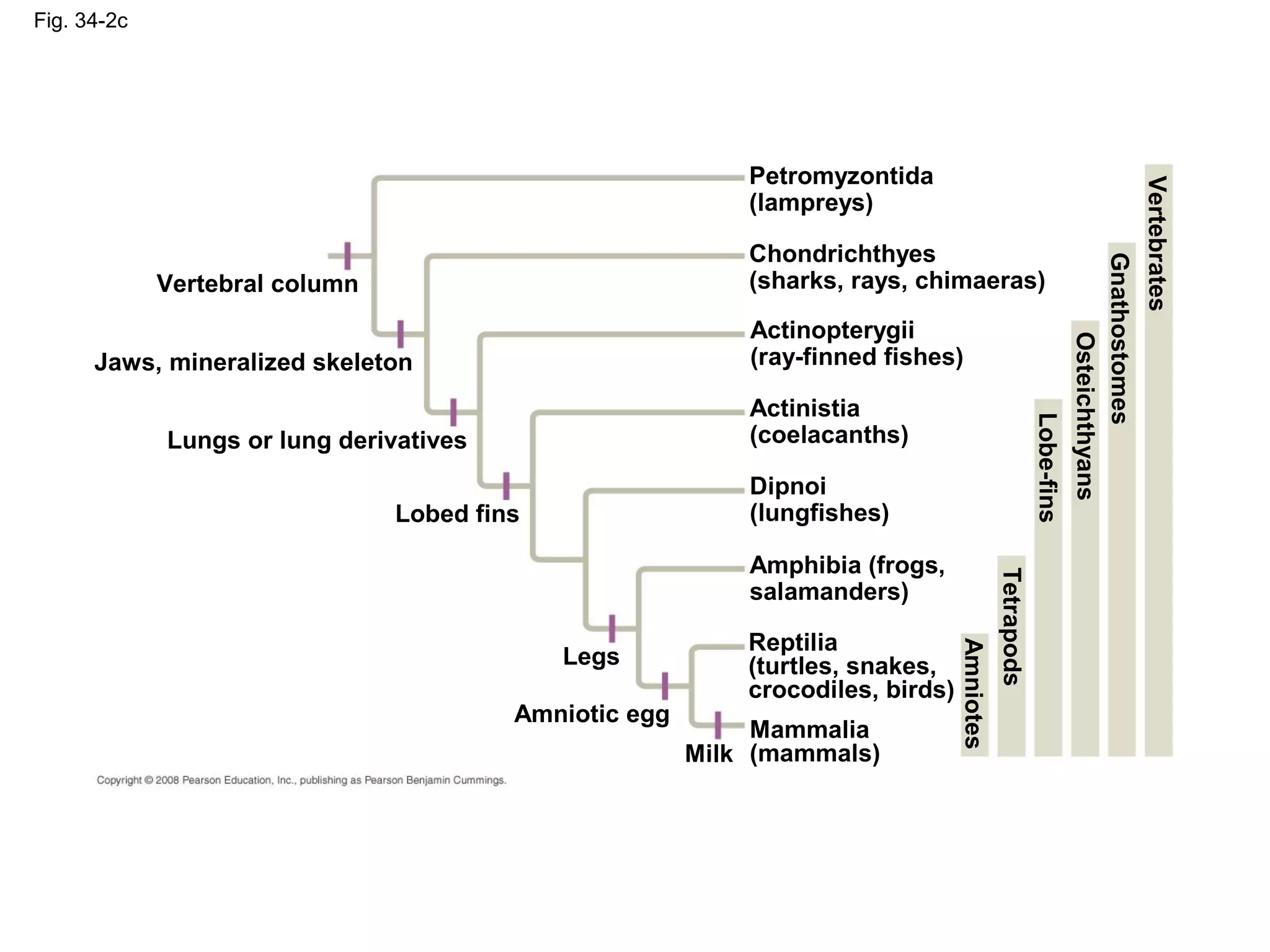 Fig. 34-2c
Lobed fins
Legs
Amniotic egg
Milk
Jaws, mineralized skeleton
Lungs or lung derivatives
Vertebral column
Chondrichthyes
(sharks, rays, chimaeras)
Petromyzontida
(lampreys)
Mammalia
(mammals)
Actinopterygii
(ray-finned fishes)
Actinistia
(coelacanths)
Amphibia (frogs,
salamanders)
Dipnoi
(lungfishes)
Reptilia
(turtles, snakes,
crocodiles, birds)
Vertebrates
Gnathostomes
Lobe-fins
Osteichthyans
Tetrapods
Amniotes
 