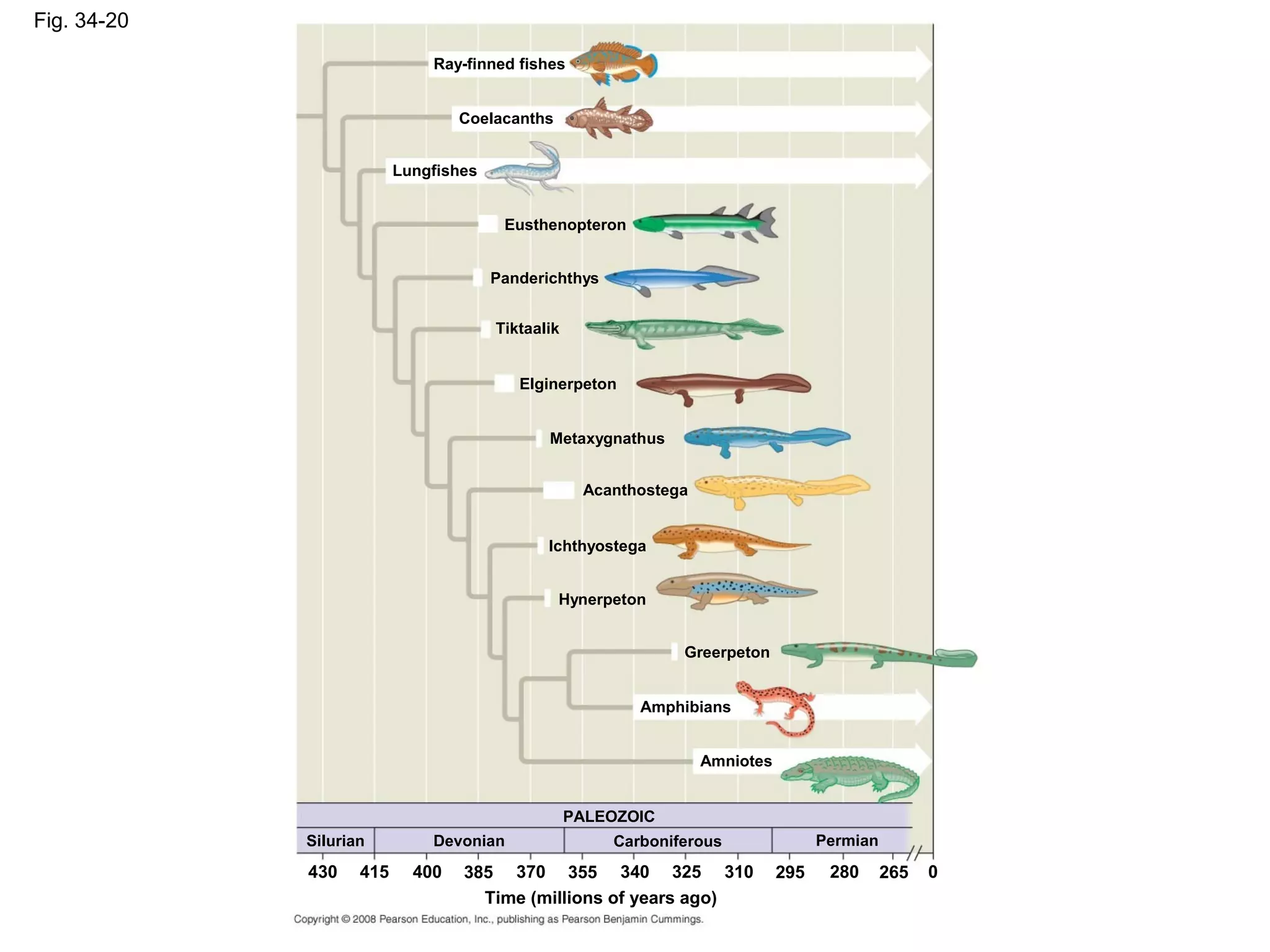 Fig. 34-20
Ray-finned fishes
Coelacanths
Lungfishes
Eusthenopteron
Panderichthys
Tiktaalik
Elginerpeton
Metaxygnathus
Acanthostega
Ichthyostega
Hynerpeton
Amphibians
Greerpeton
Amniotes
PALEOZOIC
CarboniferousSilurian Devonian Permian
0265280295310325340355370385400415430
Time (millions of years ago)
 